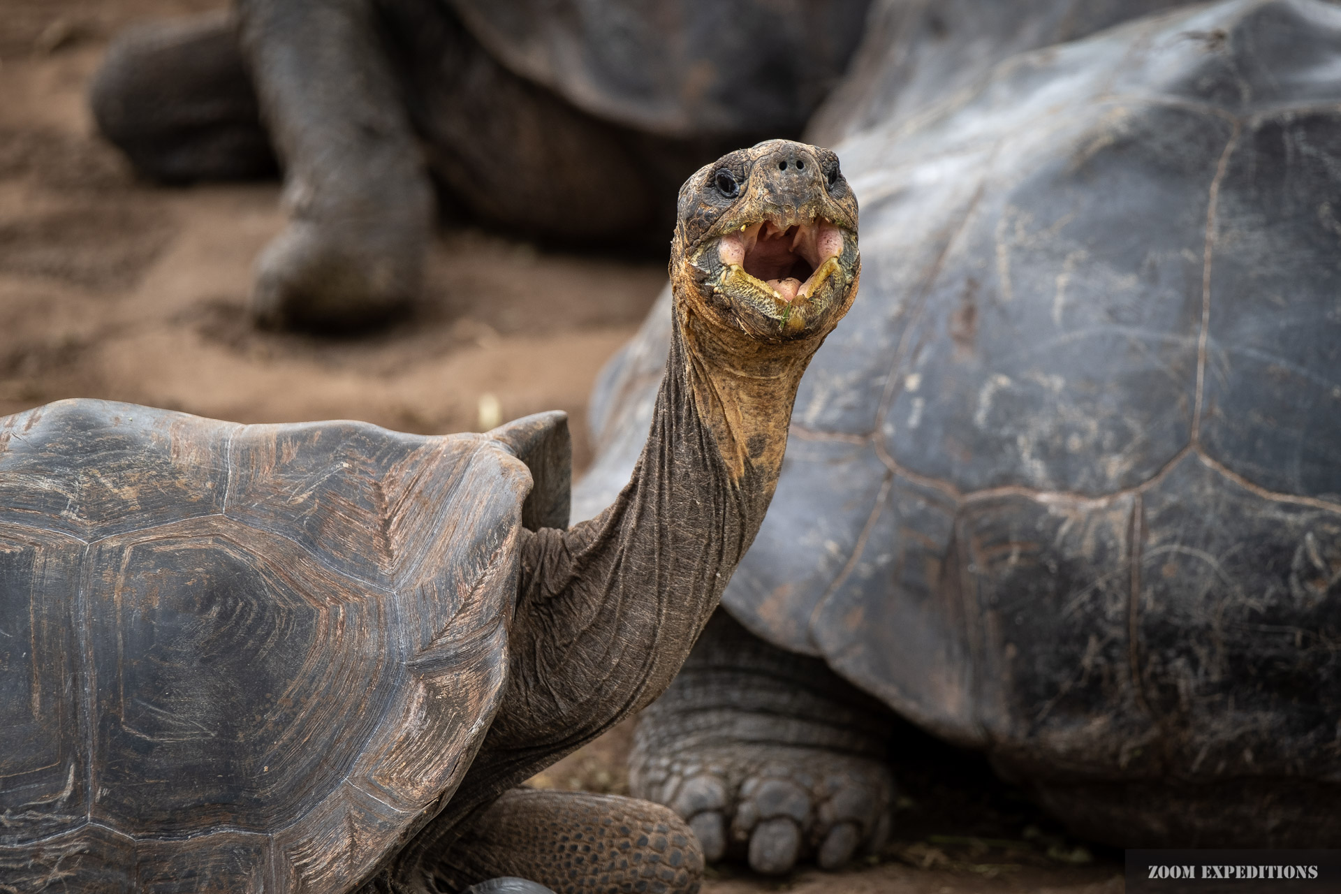 giant tortoise Santa Cruz Galapagos
