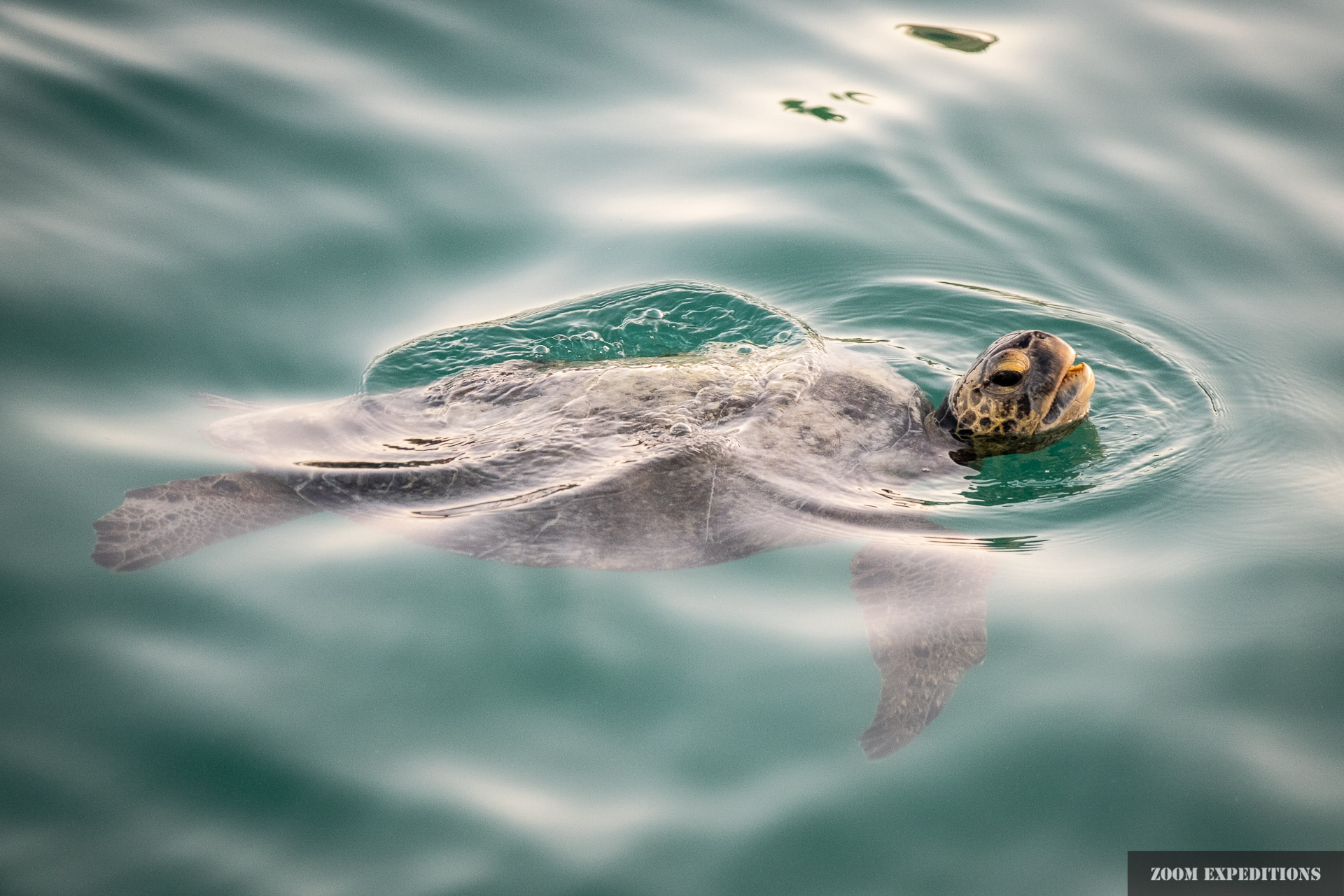 sea turtle Puerto Ayora Galapagos