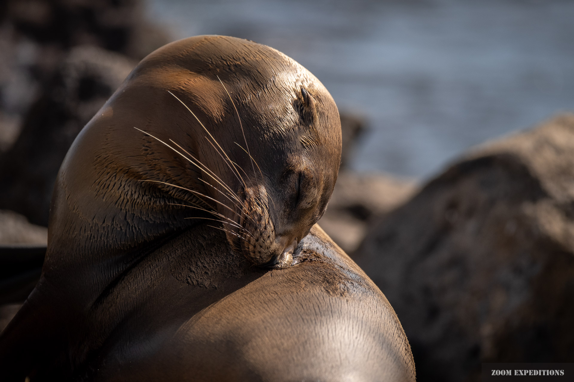 sealion Galapagos Ecuador