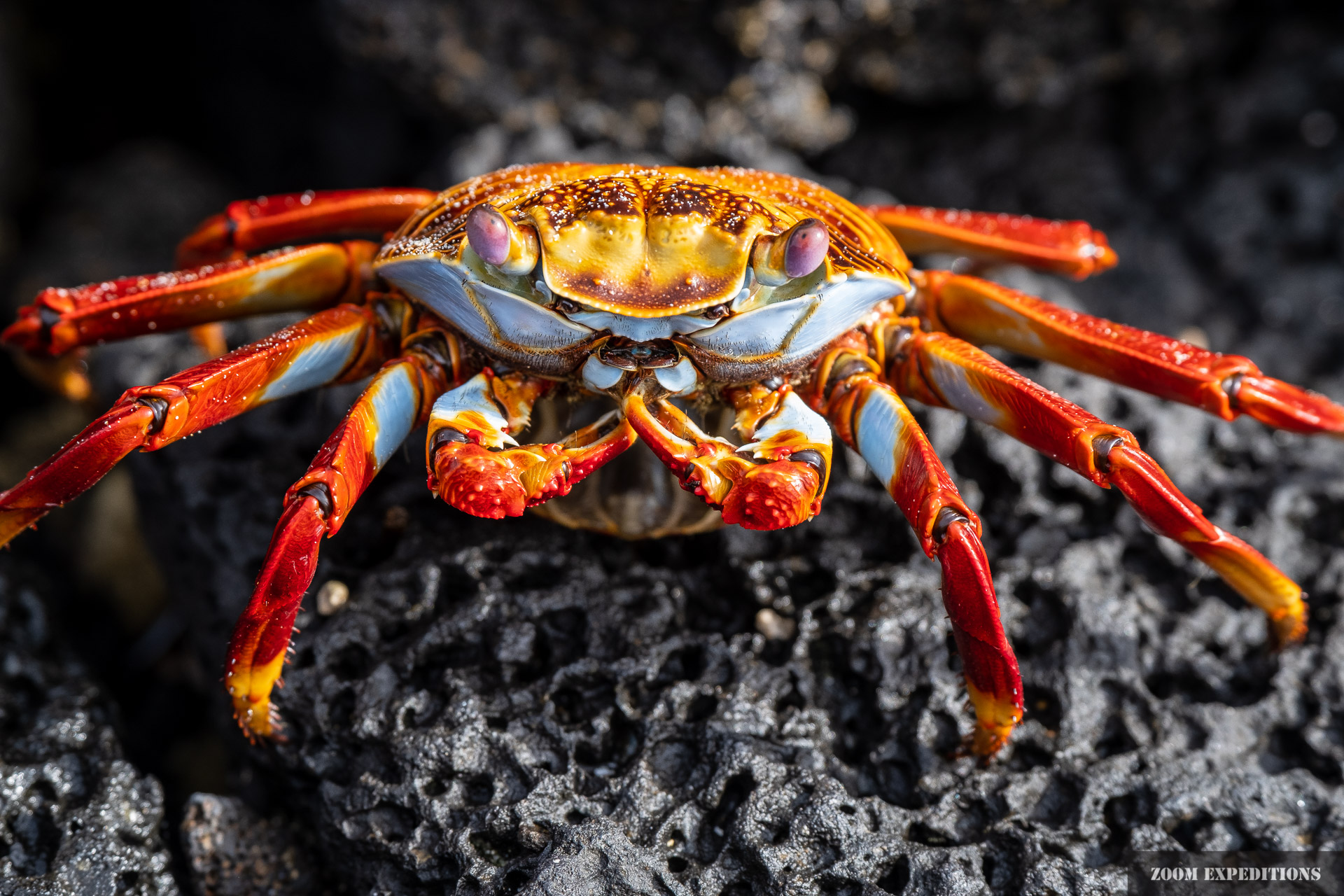 crab Galapagos Ecuador