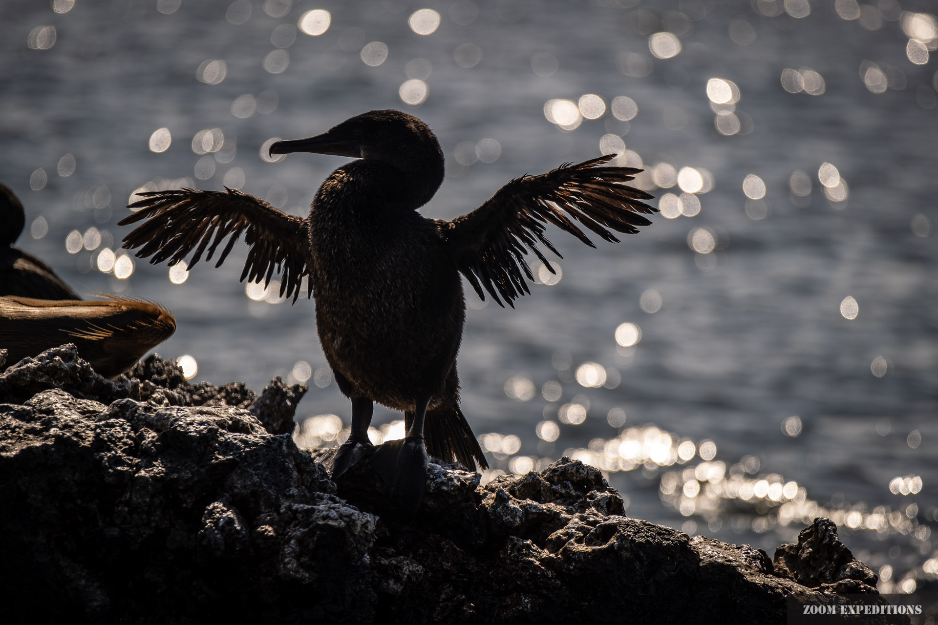 flightless Comoran Galapagos Ecuador