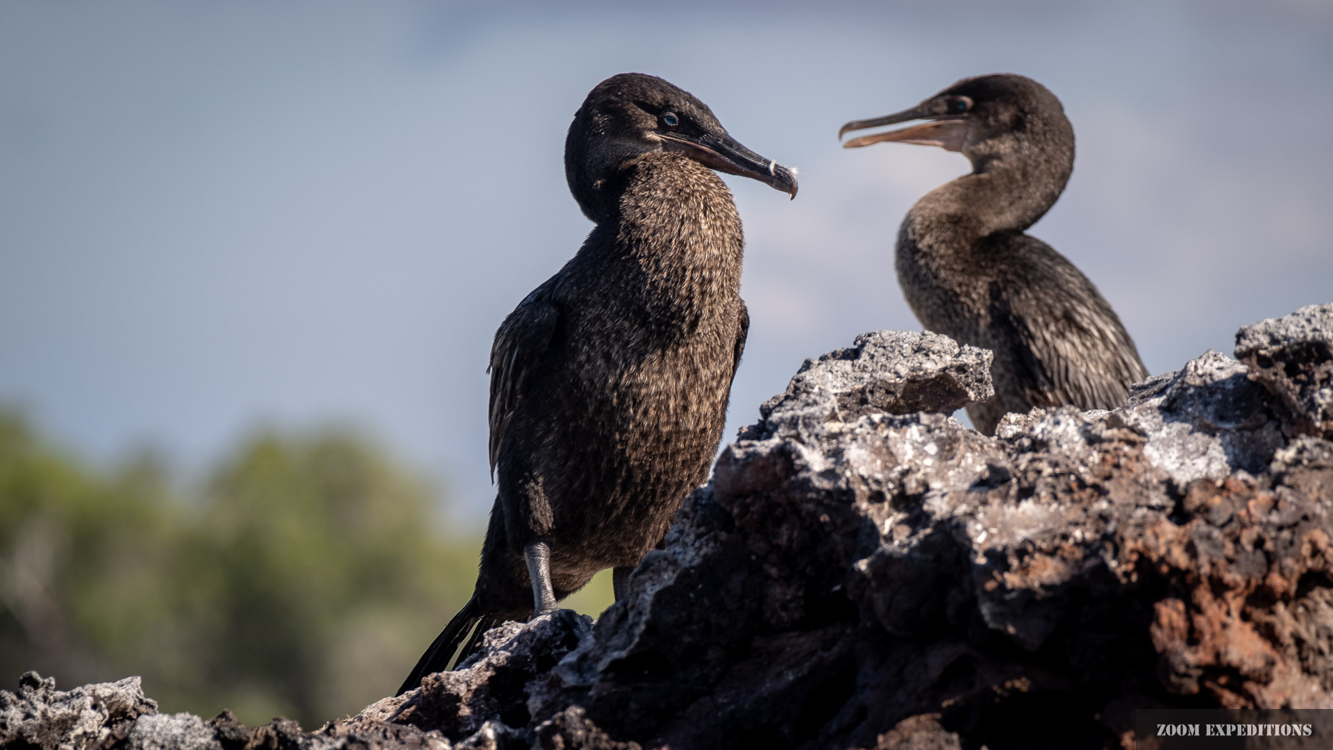flightless cormorants Galapagos Isabela