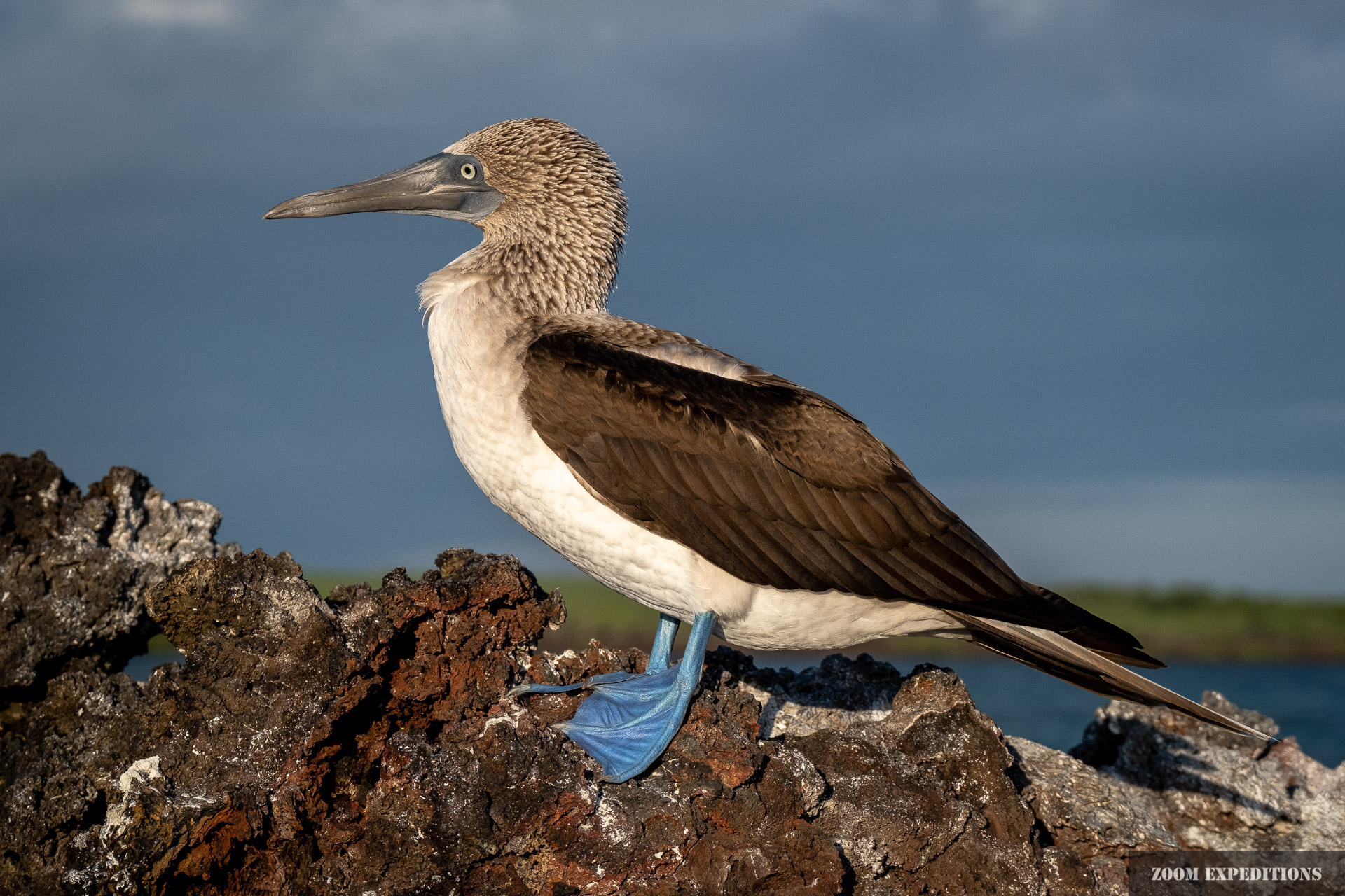 blue footed booby Galapagos Isabela