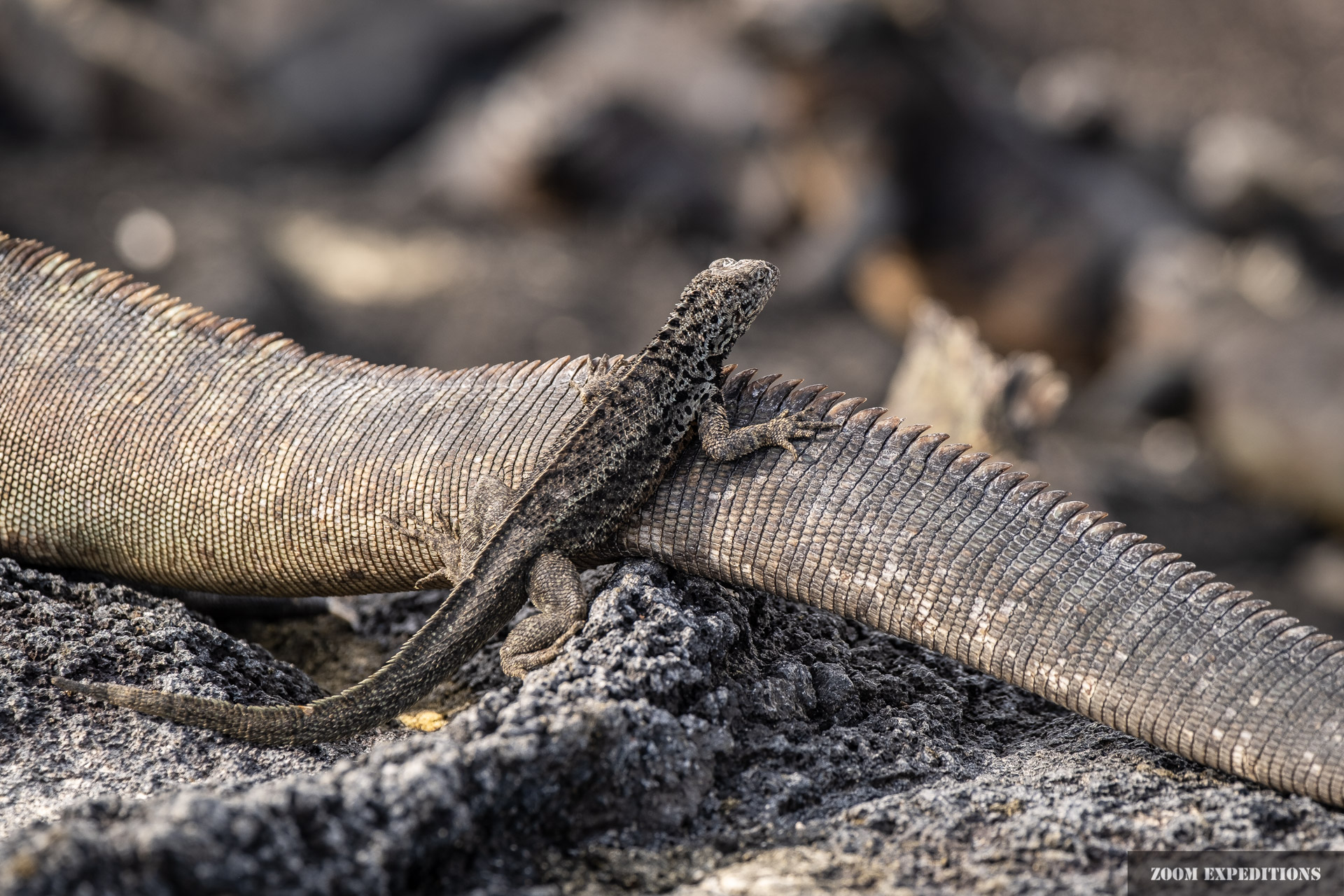 Galapagos Lava Lizard