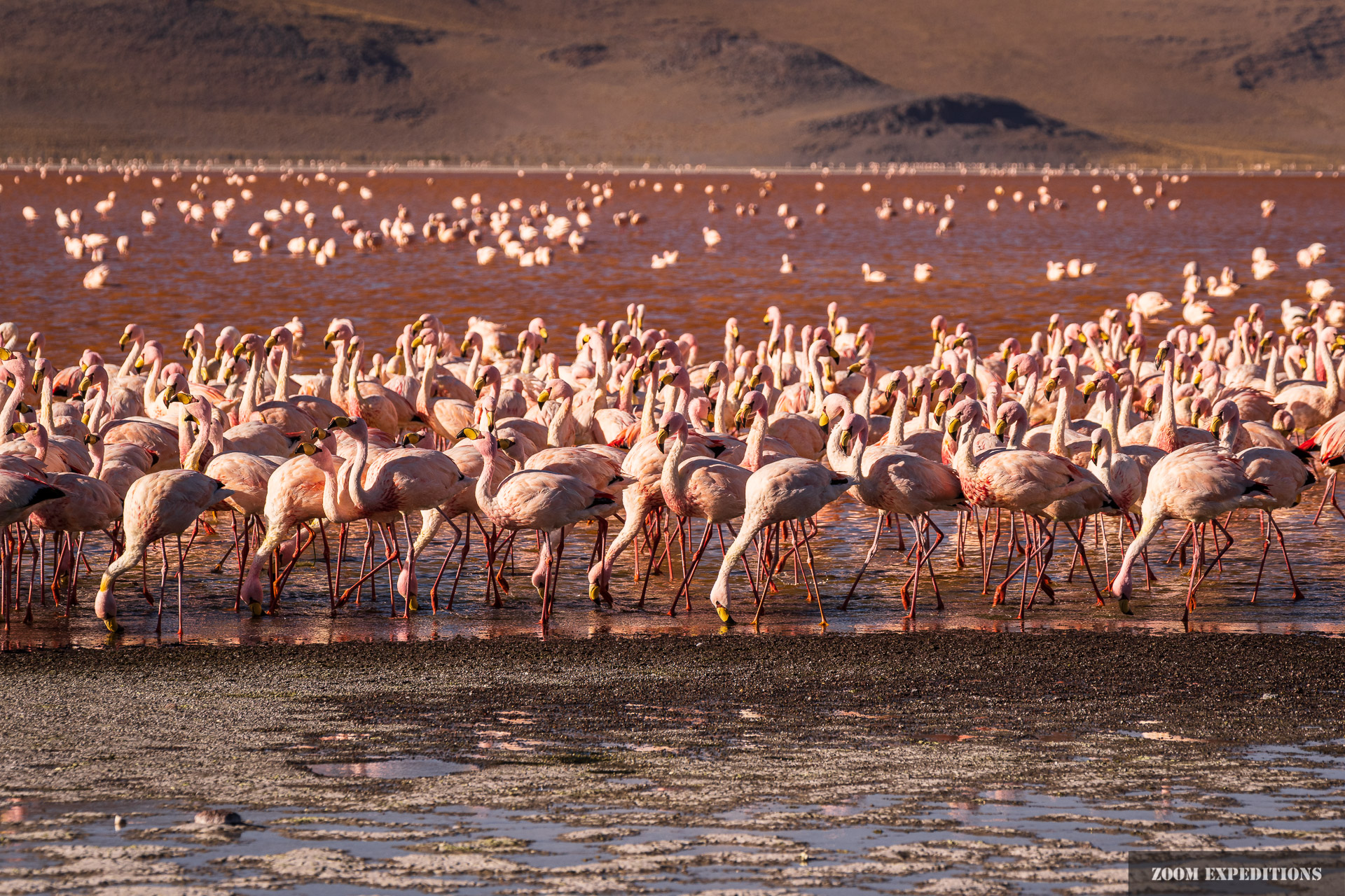 flocks of flamingos in the Bolivian andes lagoon  