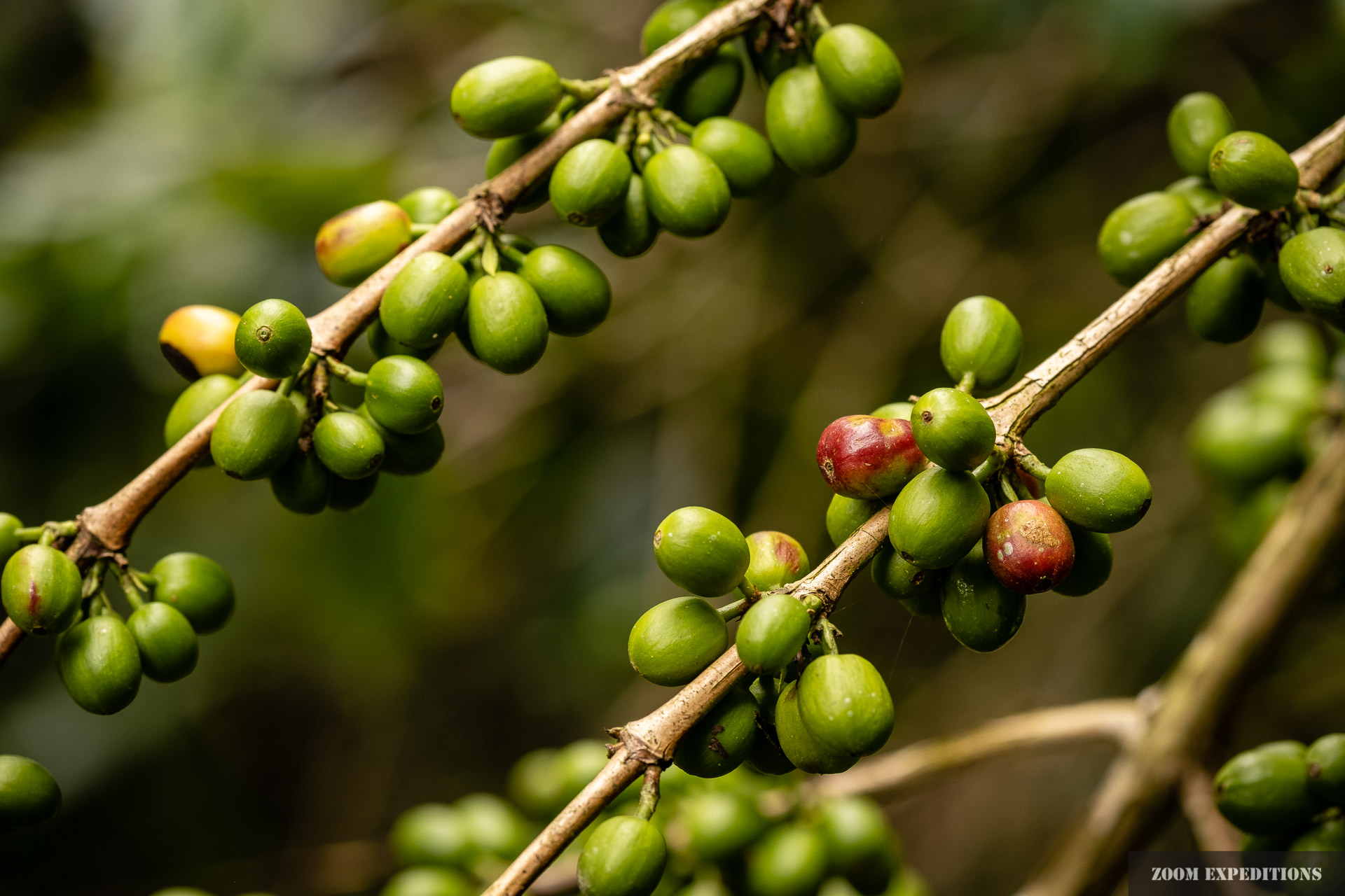 coffee beans Yungas Bolivia Coroico
