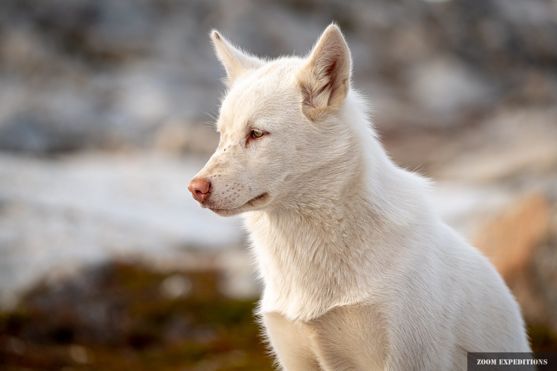 Schlittenhund bei Tiniteqilaaq