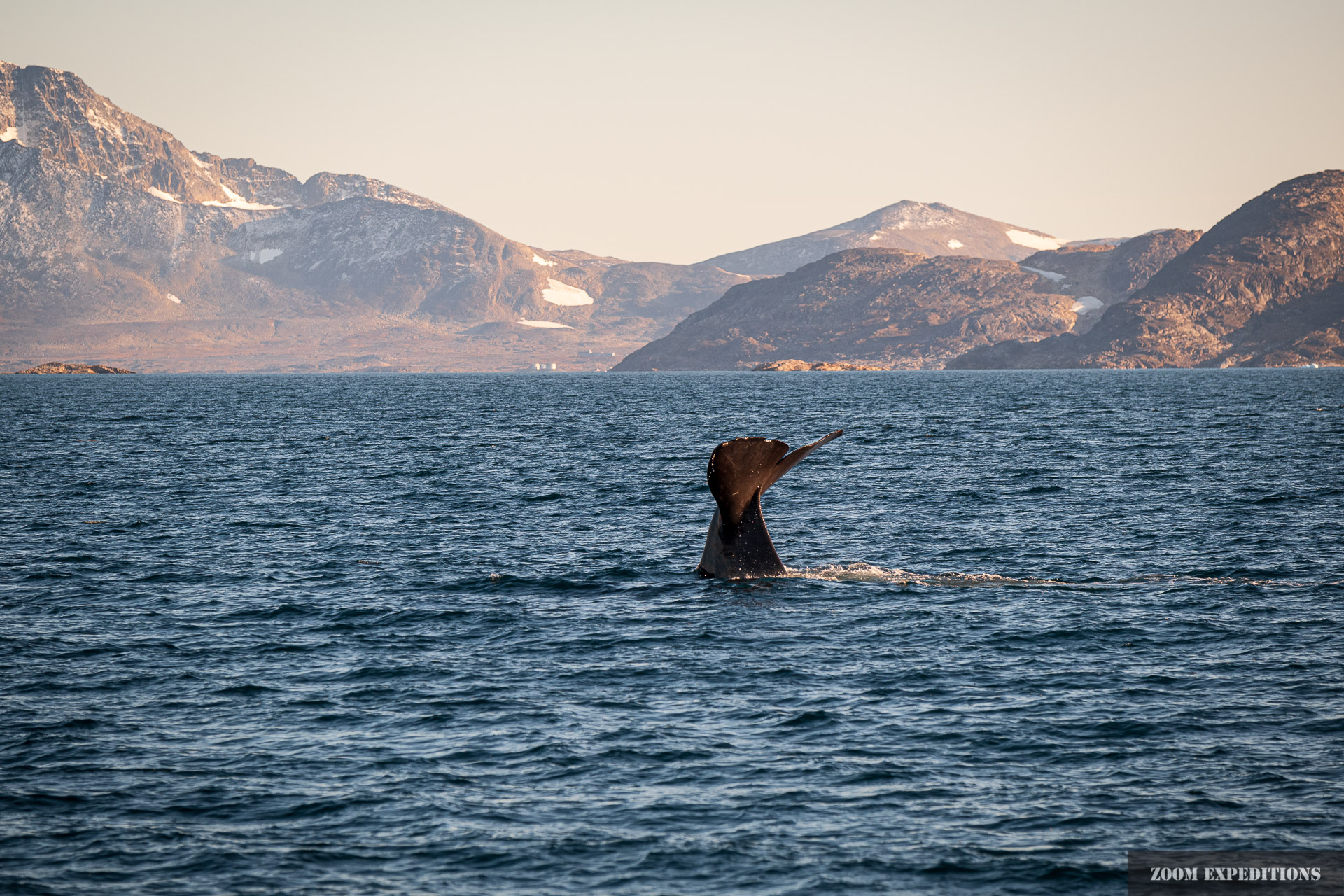 Grönland Walfluke