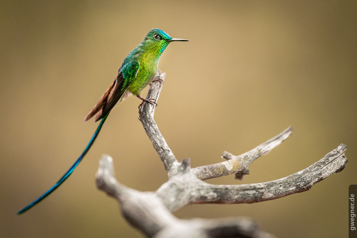 Gunther Wegner Photo Colombia 2018 hummingbird