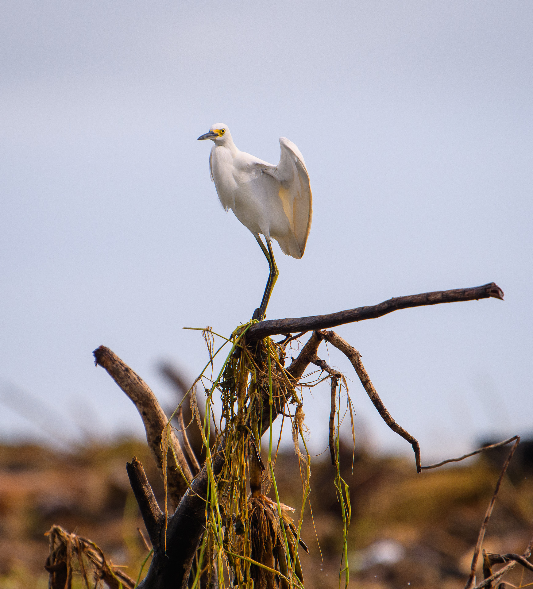 Reiher in Costa Rica - © Annette Jahnke