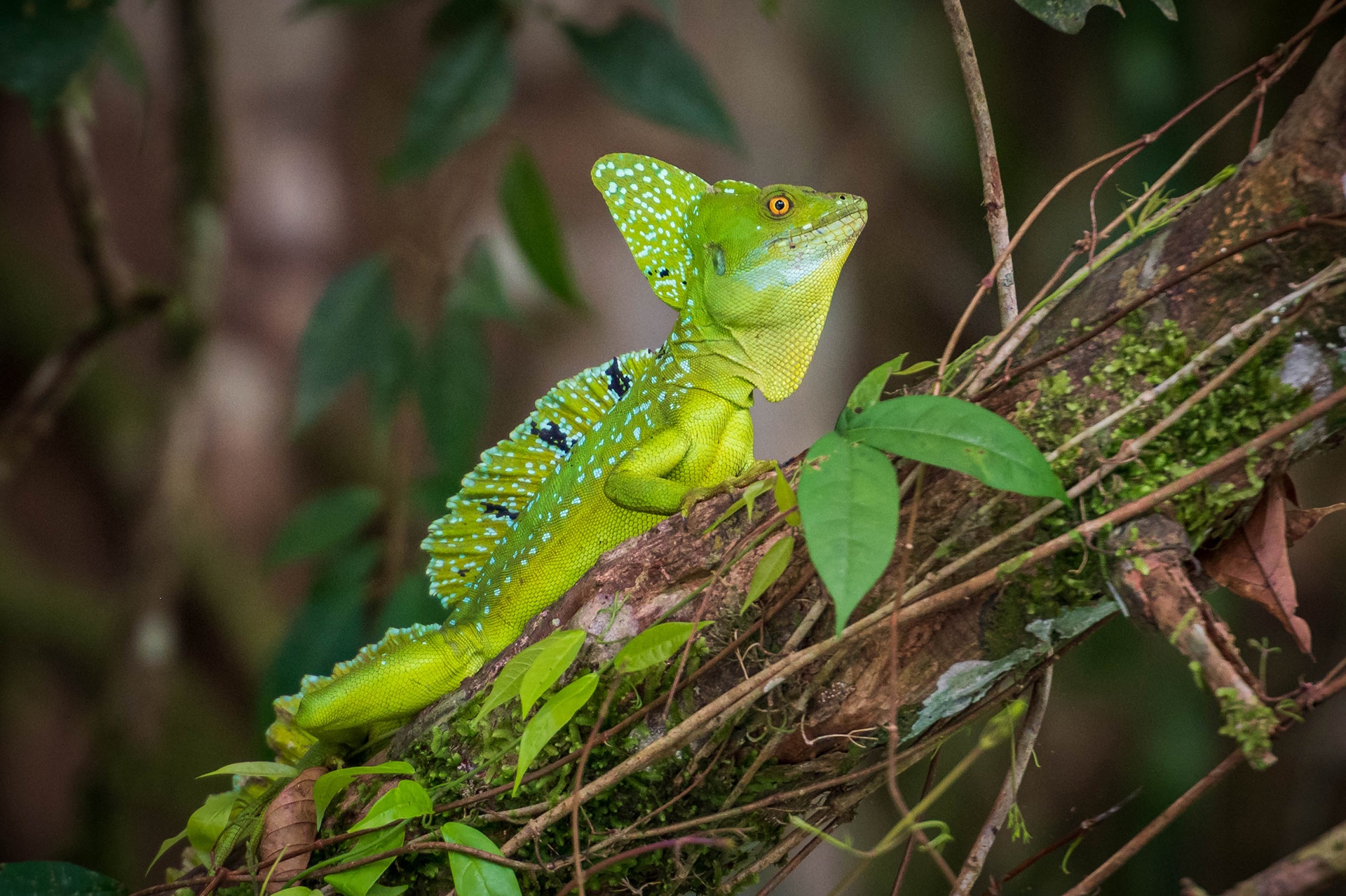 Basilisk - © Judith Bobe