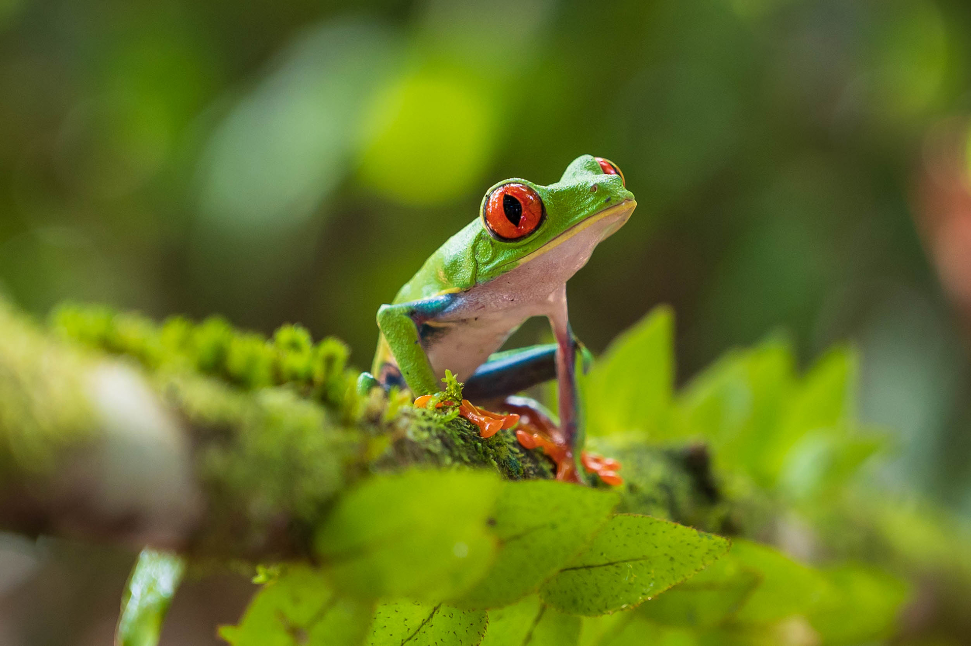 Rotaugenlaubfrosch -© Judith Bobe