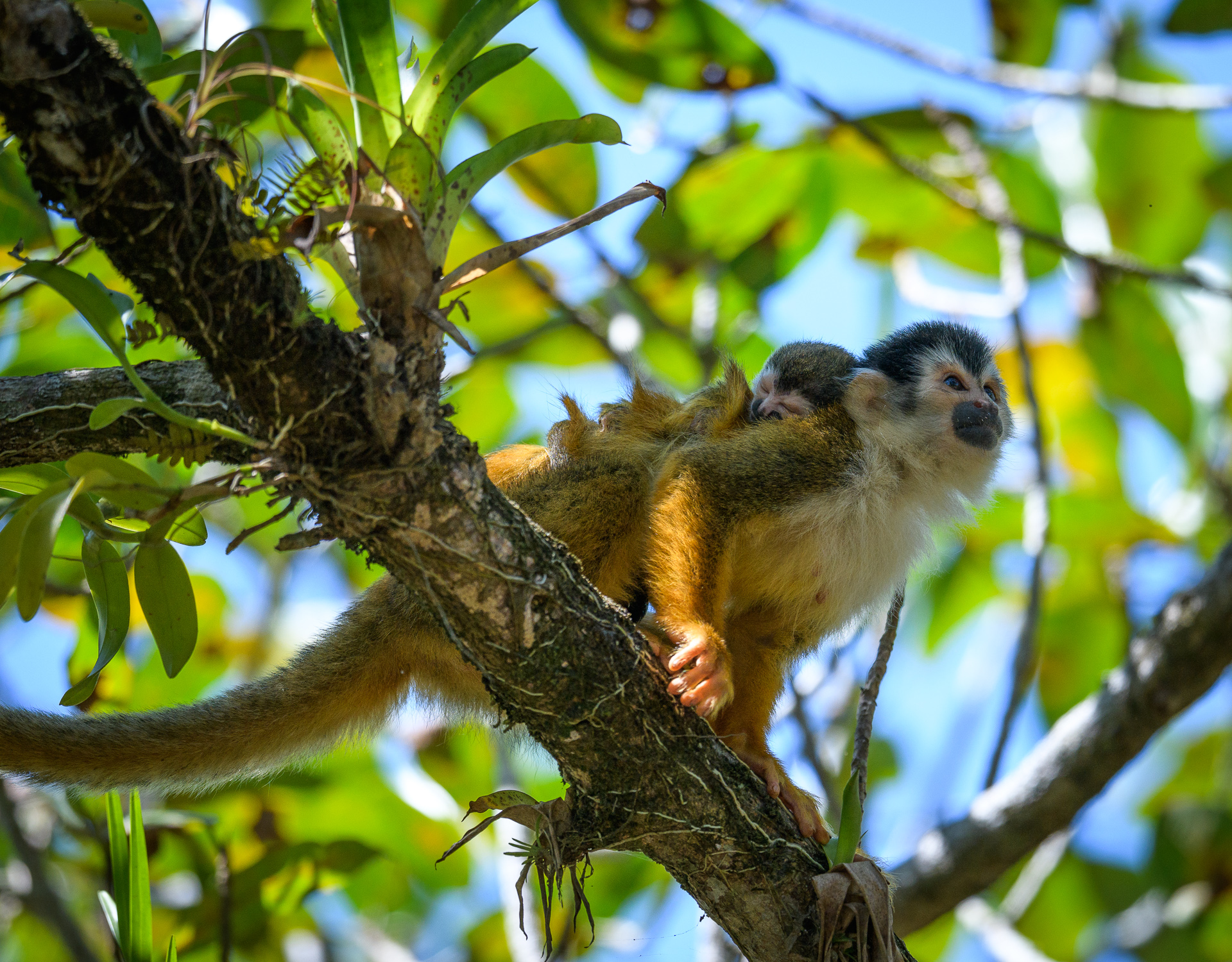 Totenkopfäffchen in Costa Rica - © Frank Jahnke 