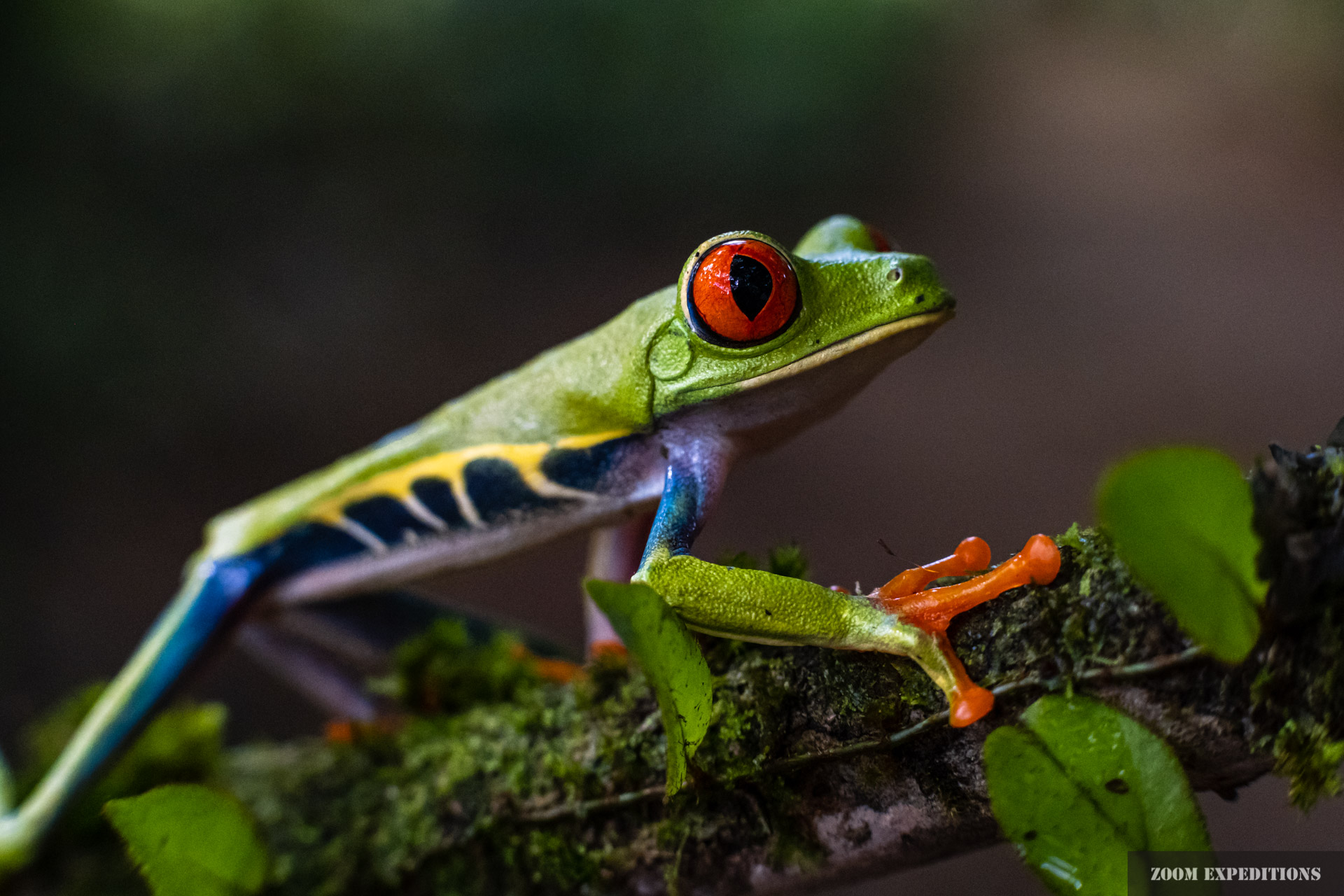 Costa Rica - bunter Frosch