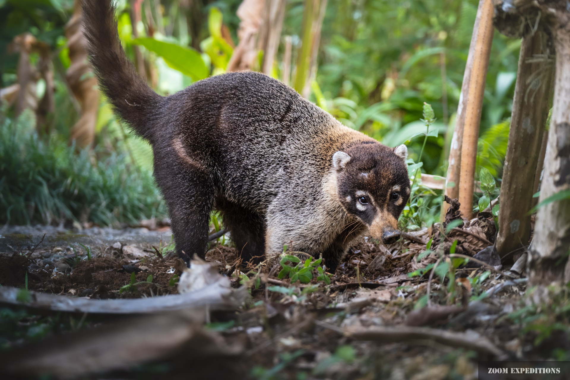 Costa Rica - Nasenbär