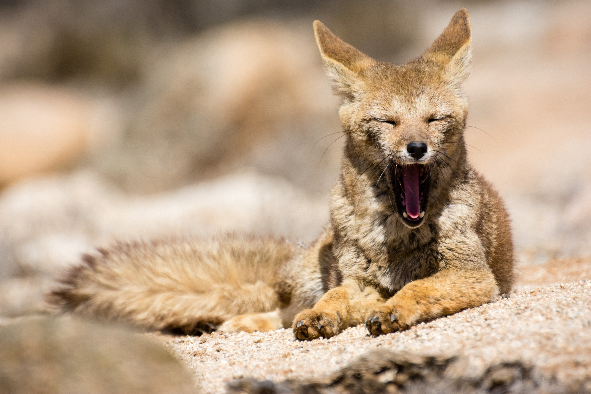 Anden Fuchs im Hochland Boliviens - Foto von Martin Leonhardt