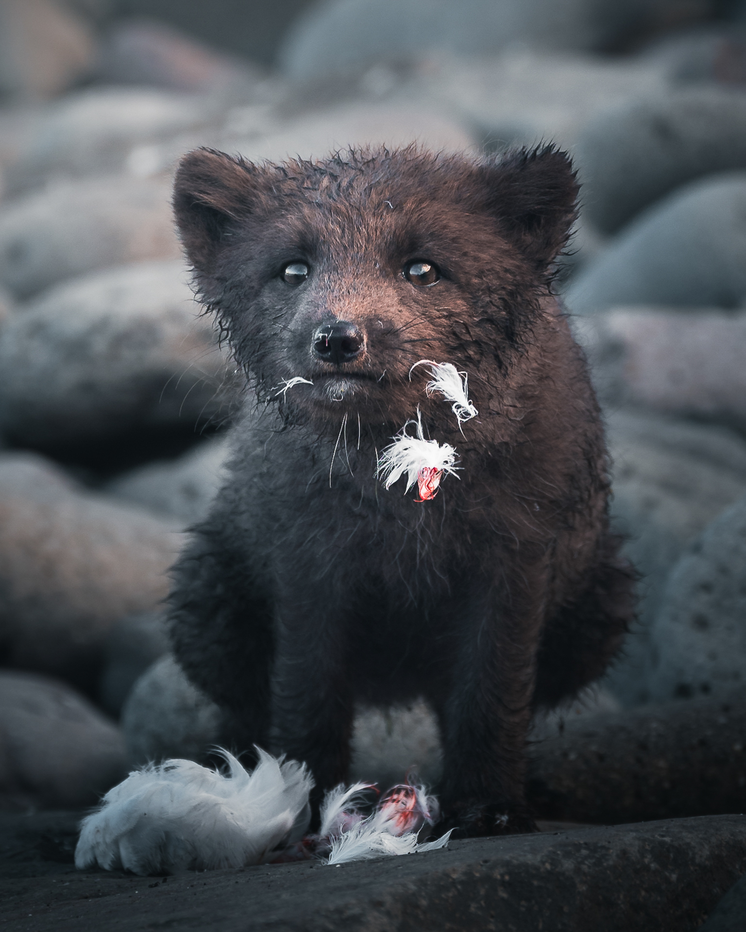 Ein isländischer Polarfuchs