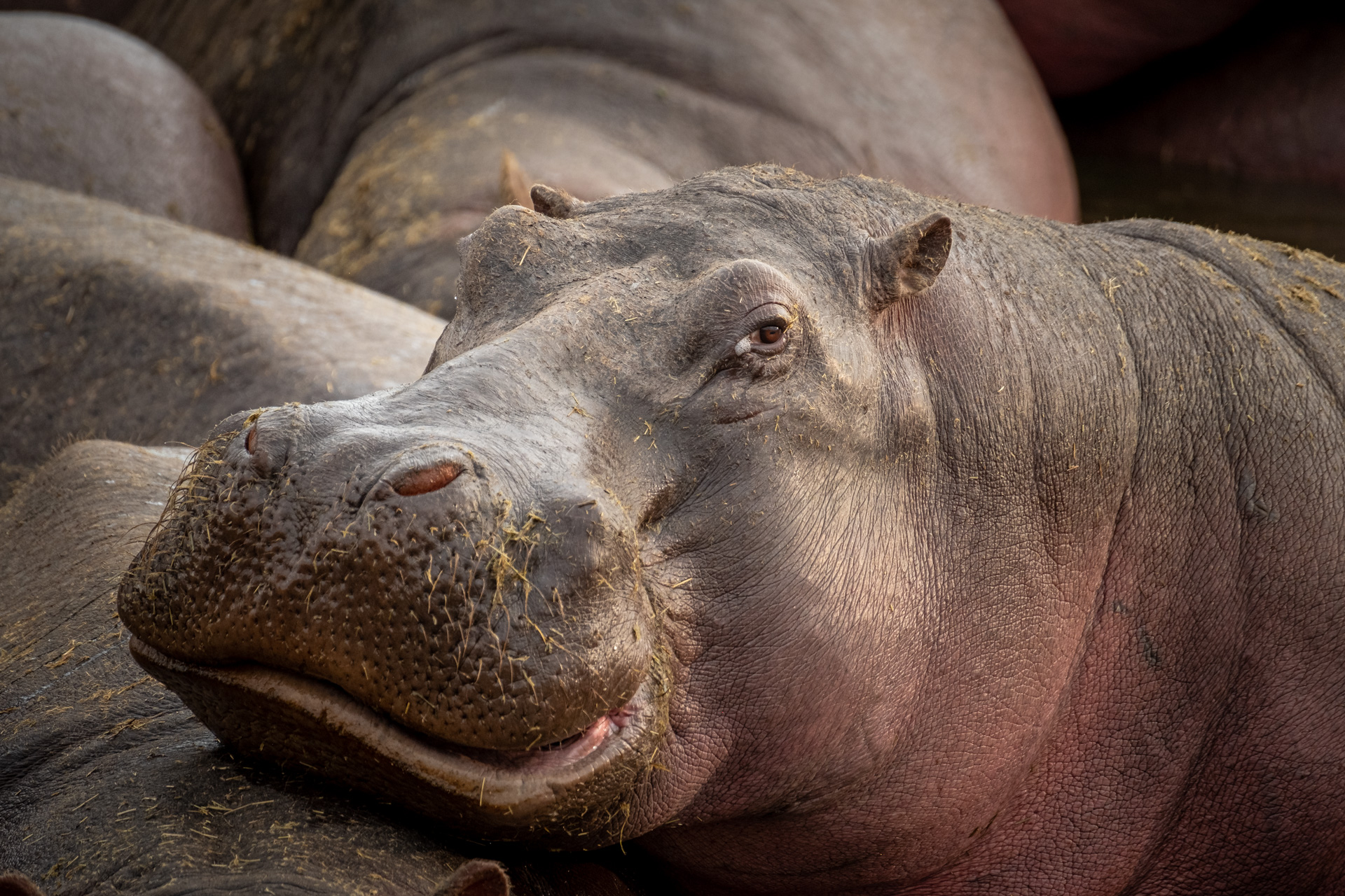 Hippo im Pool in der Serengeti.