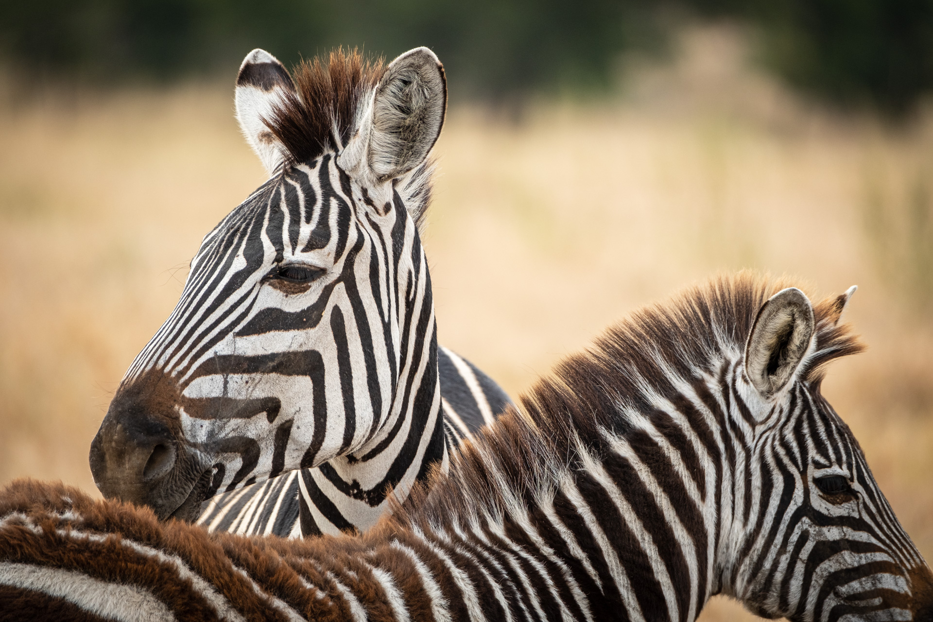 Serengeti Zebras