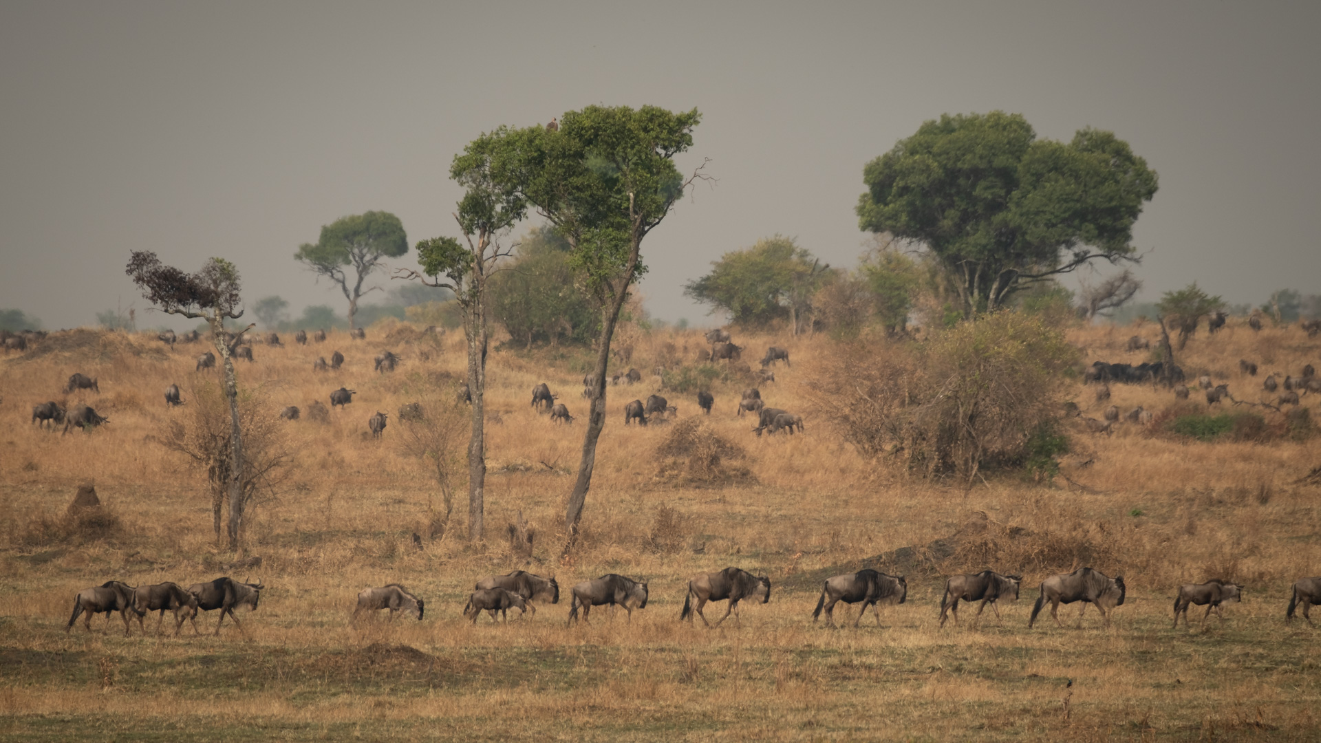 Gnu Herde während der Great Migration in der nördlichen Serengeti.