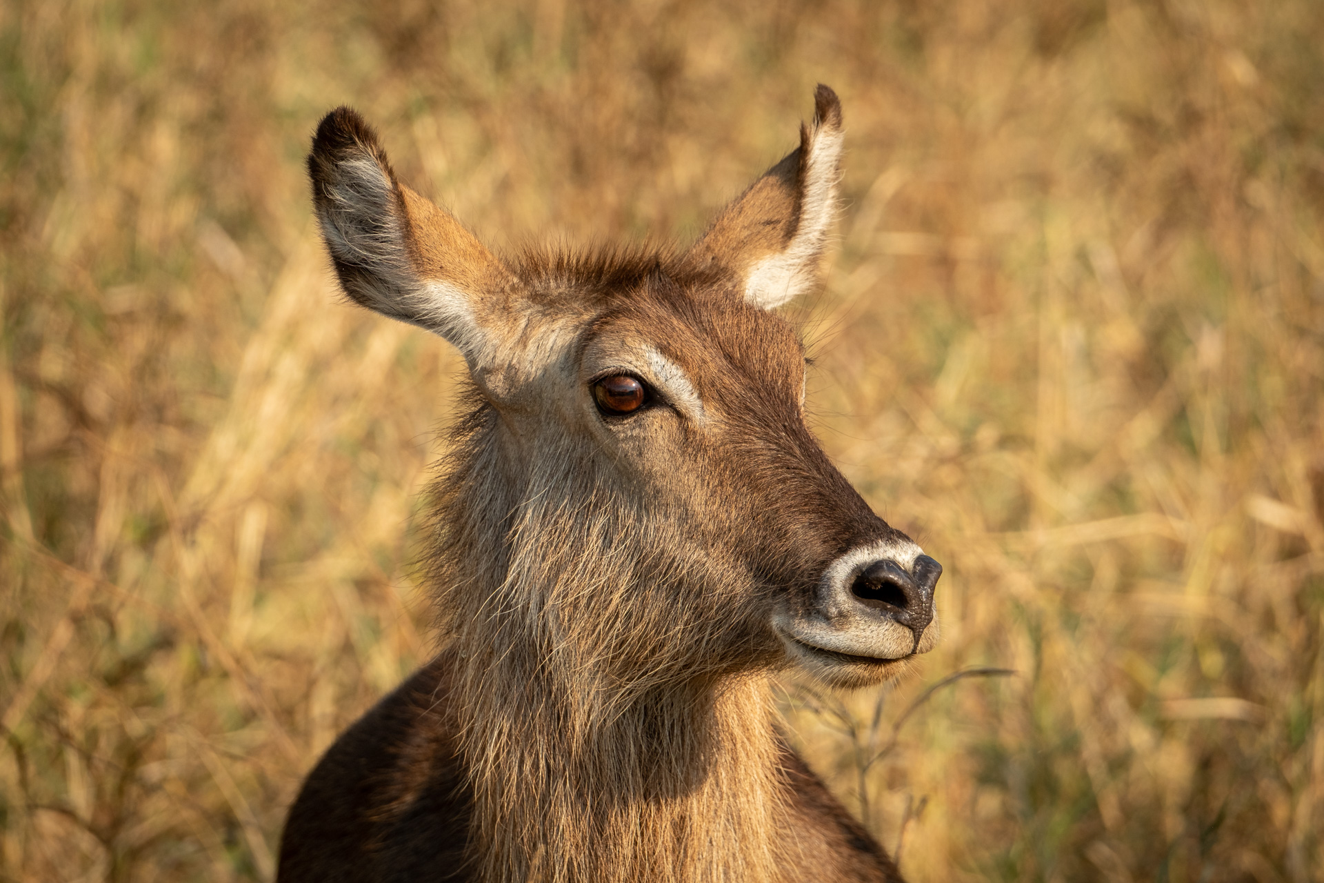 Wasserbock Porträt aus dem Tarangire Nationalpark.