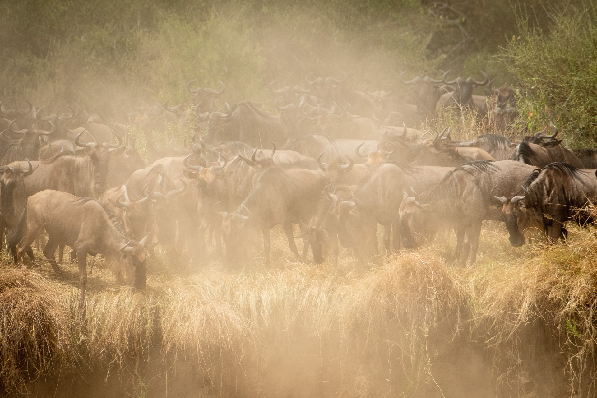 Gnus auf dem Sprung am Flussufer des Mara Flusses.