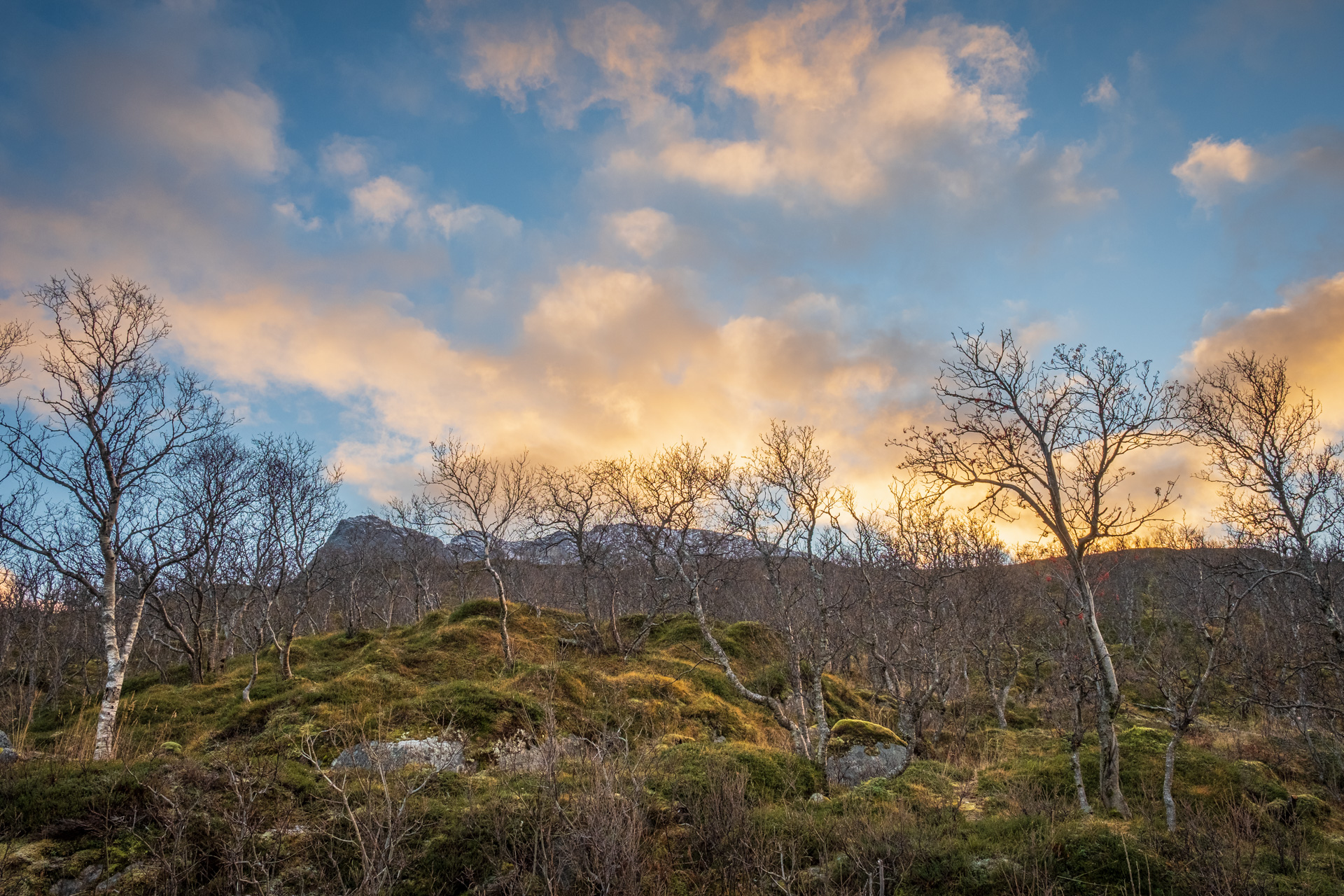 Birkenwald auf Kvaløya.