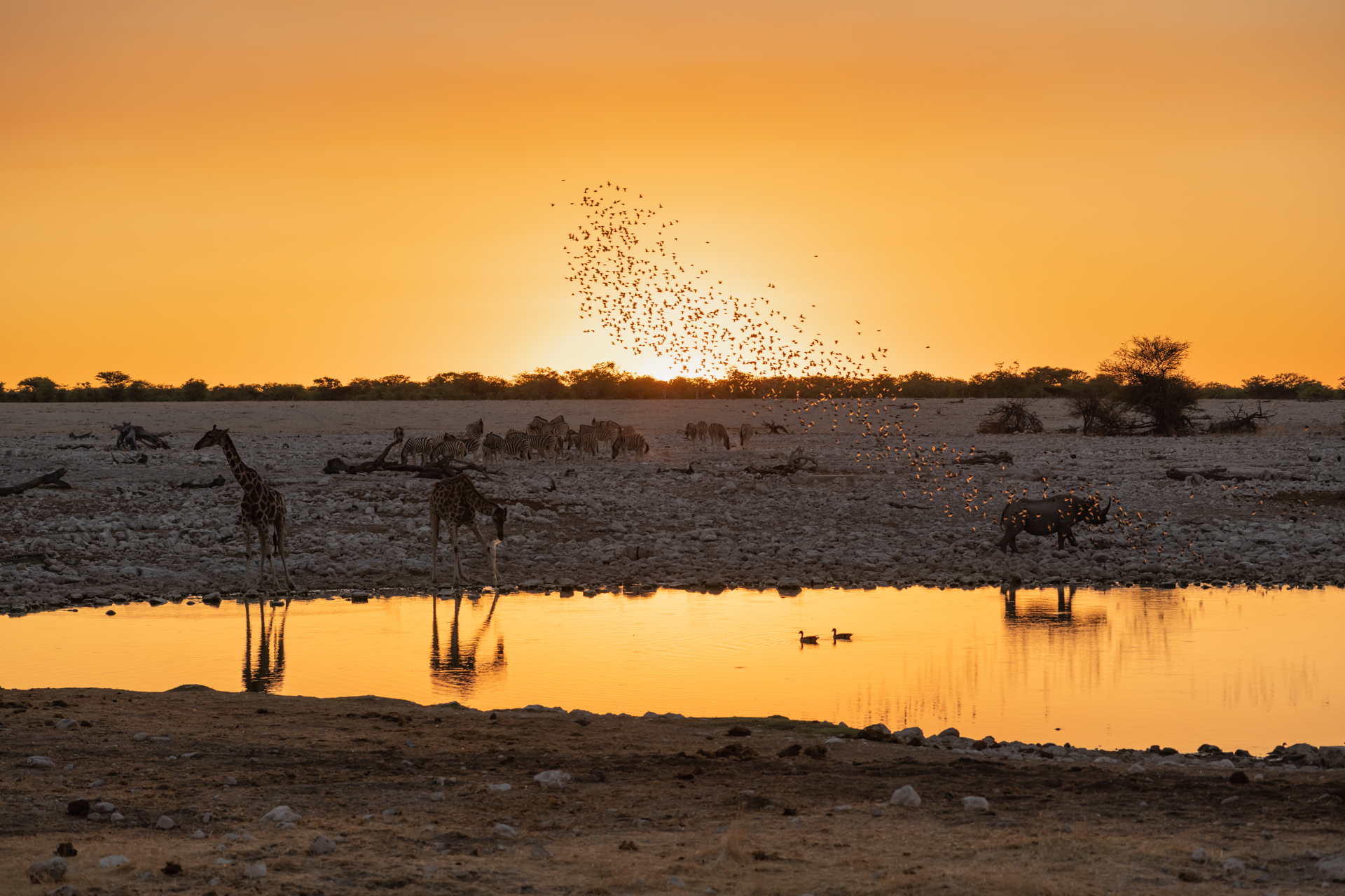 Tiere am Wasserloch in Namibia / Etoscha