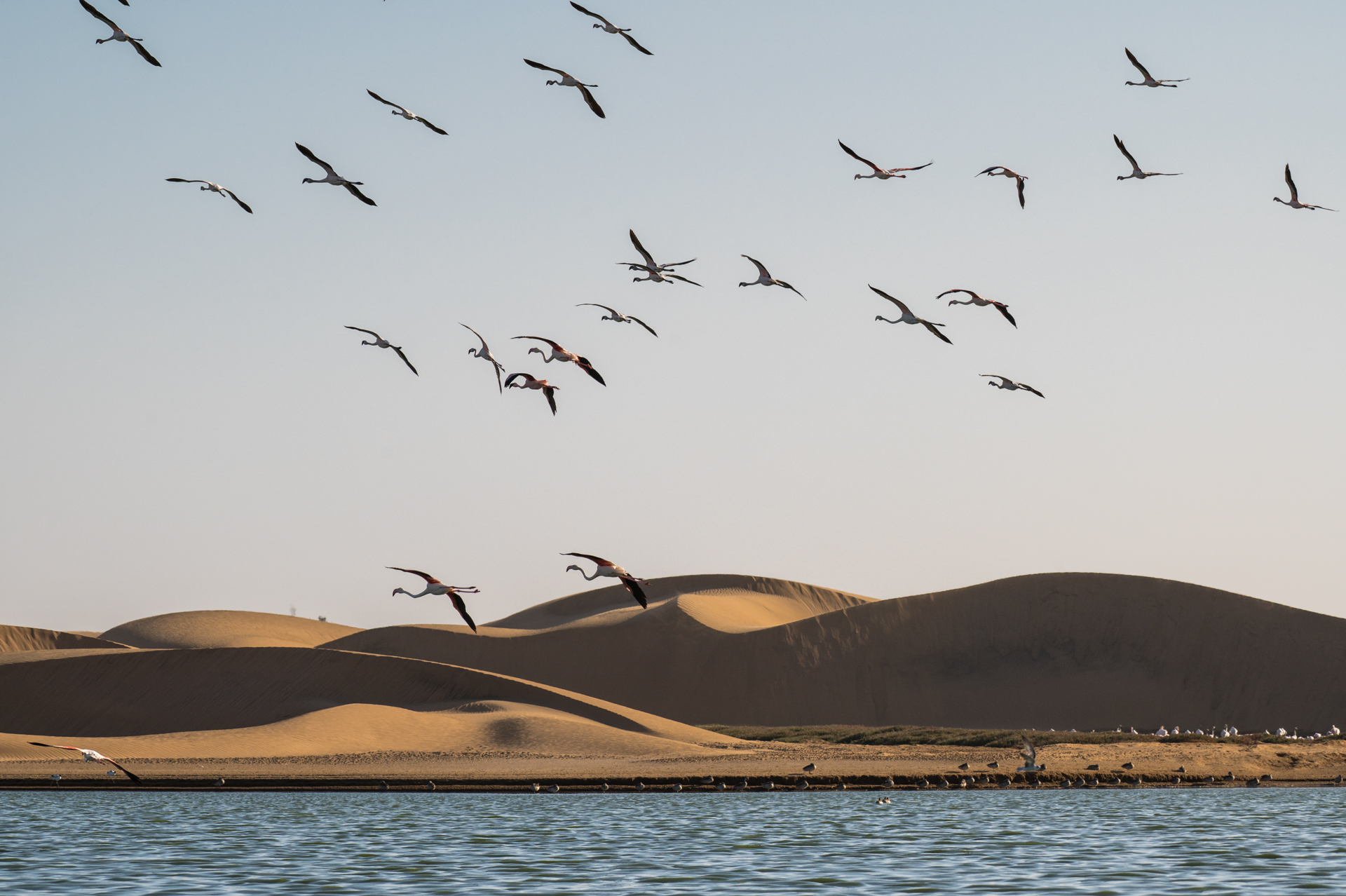 Flamingos in Namibia