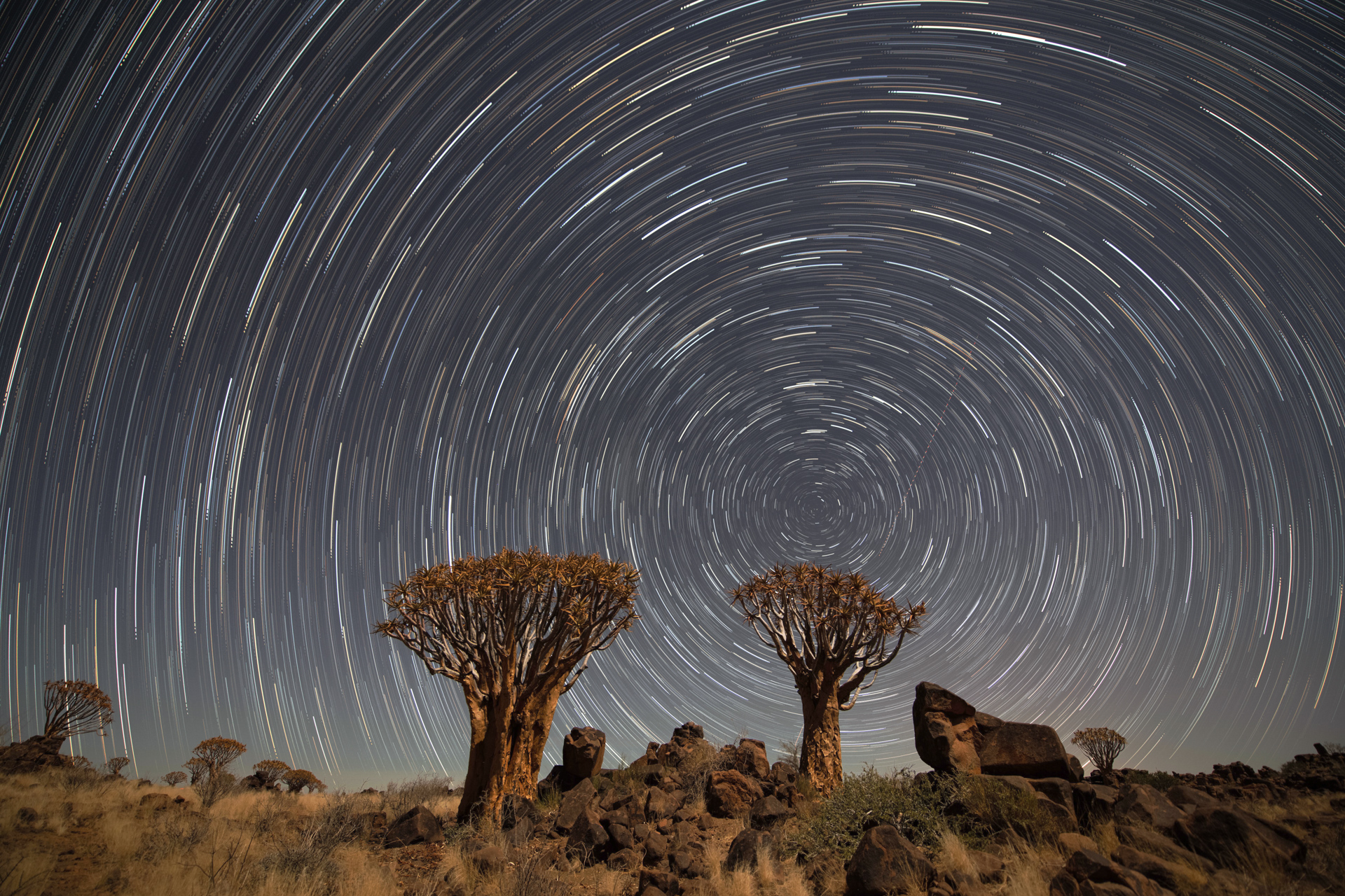 Startrail Namibia mit Köcherbäumen