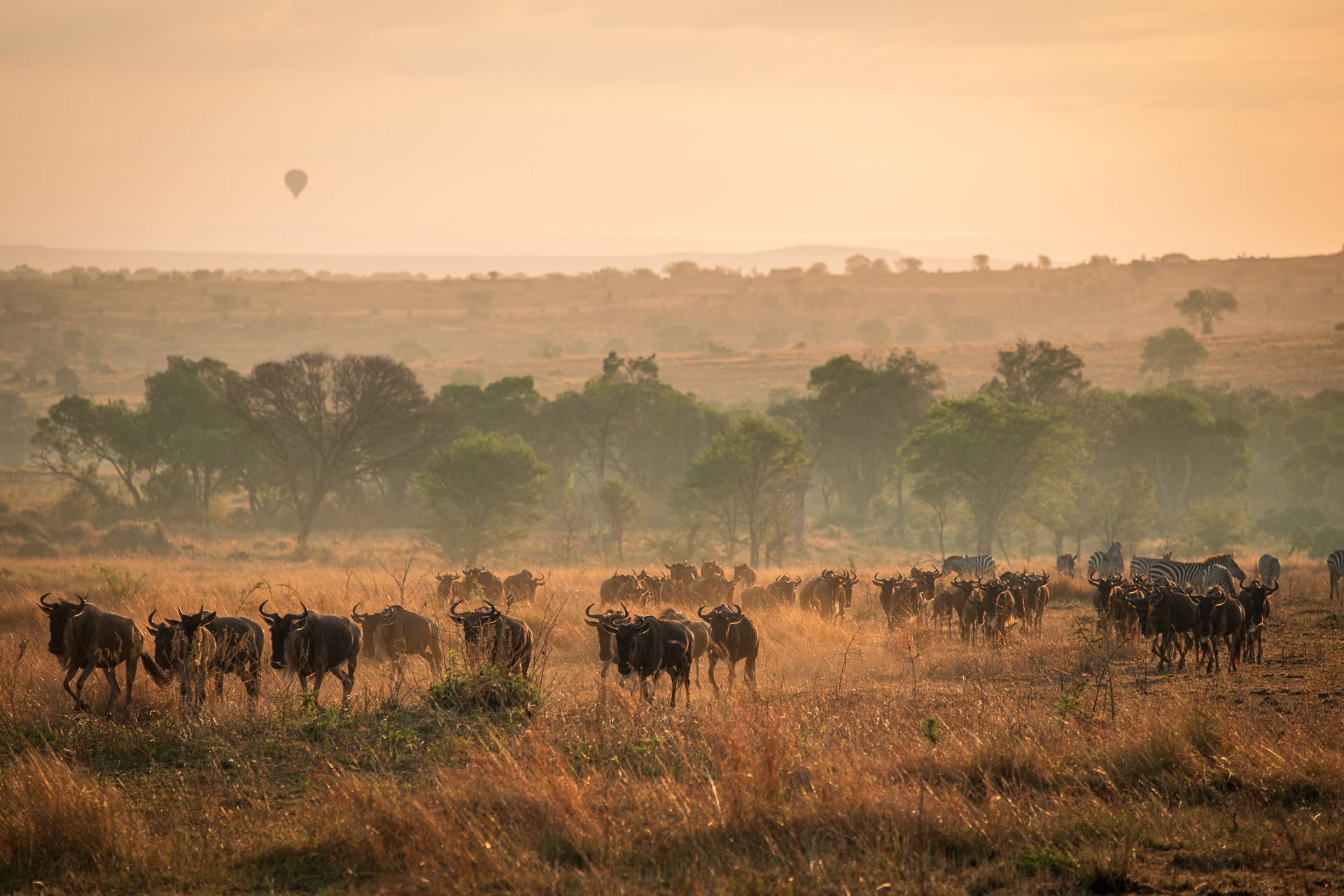 Gnuwanderung in der Serengeti.