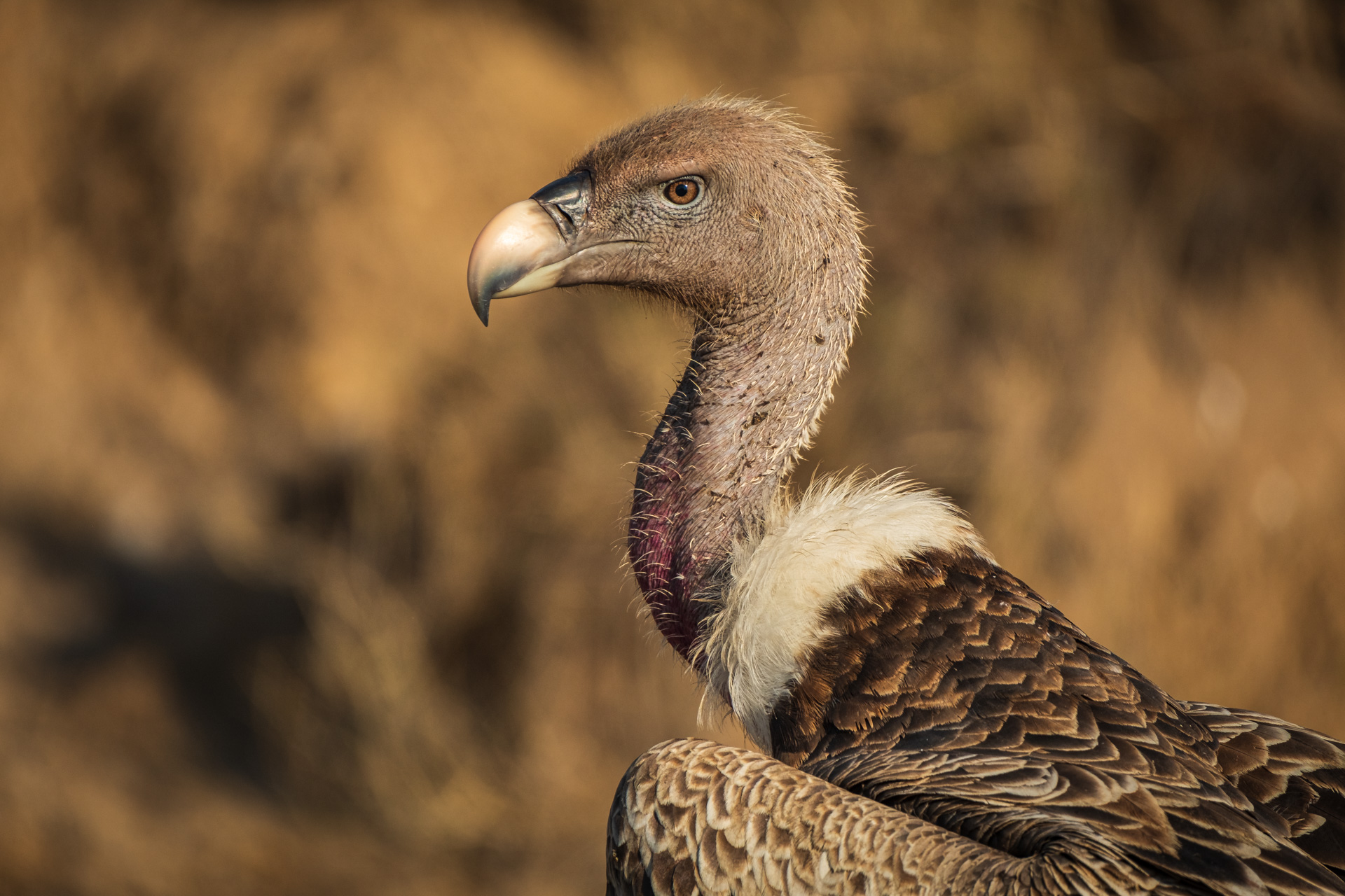 Serengeti Geier.