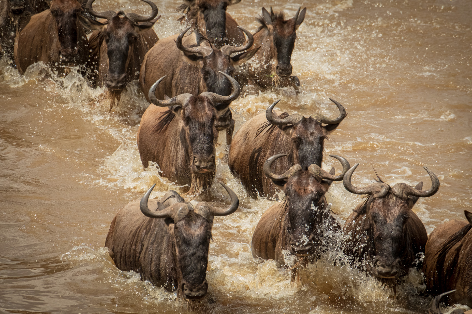 Gnu River Crossing.