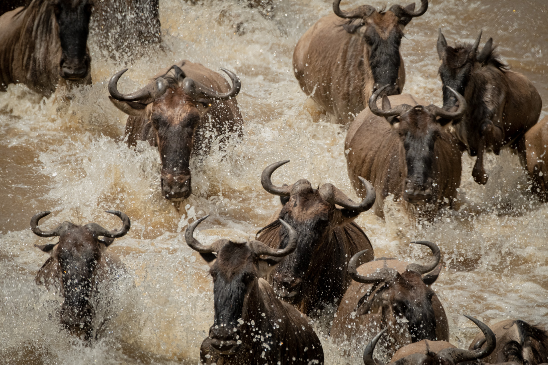 Gnu River Crossing.