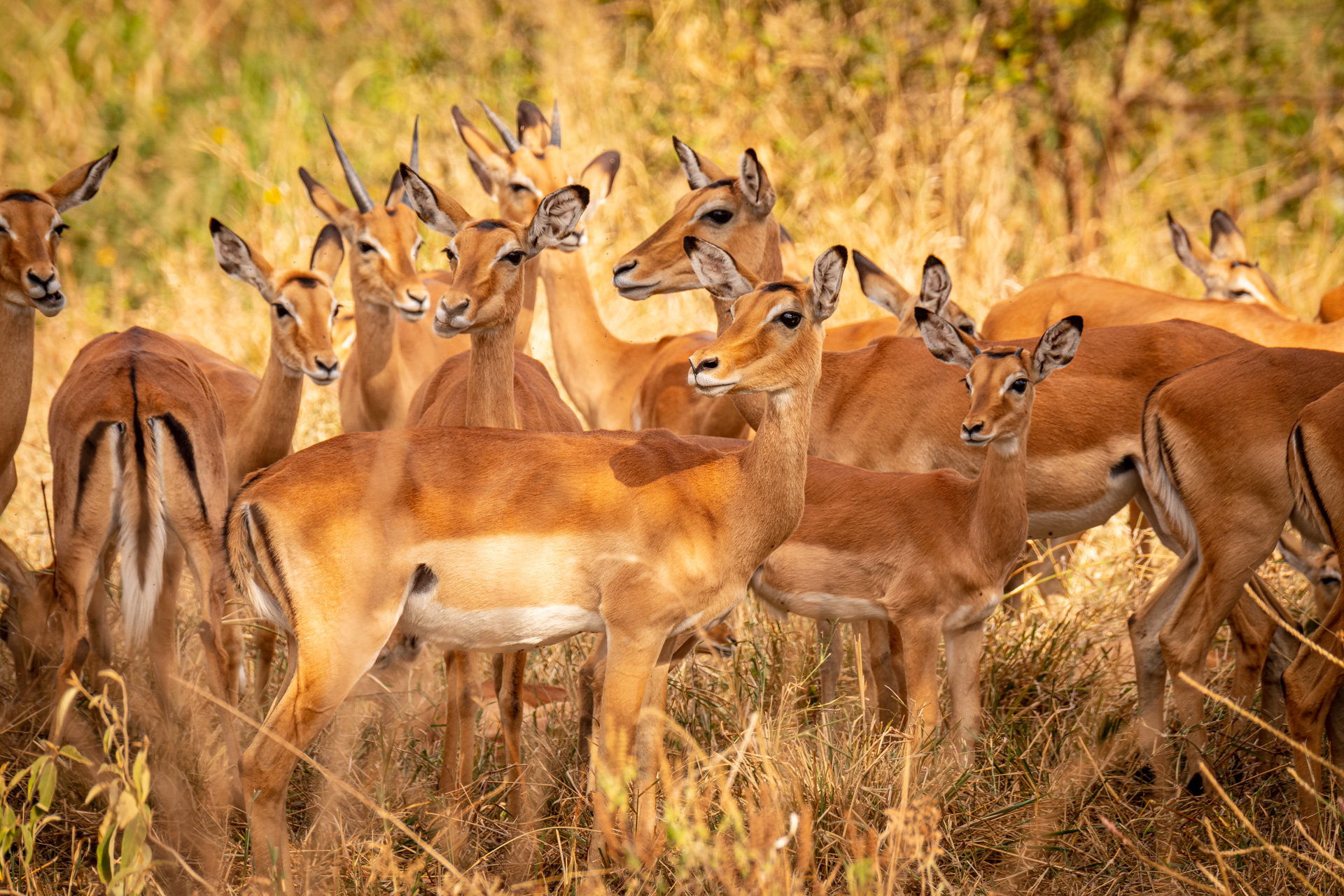 Serengeti Antilopen.