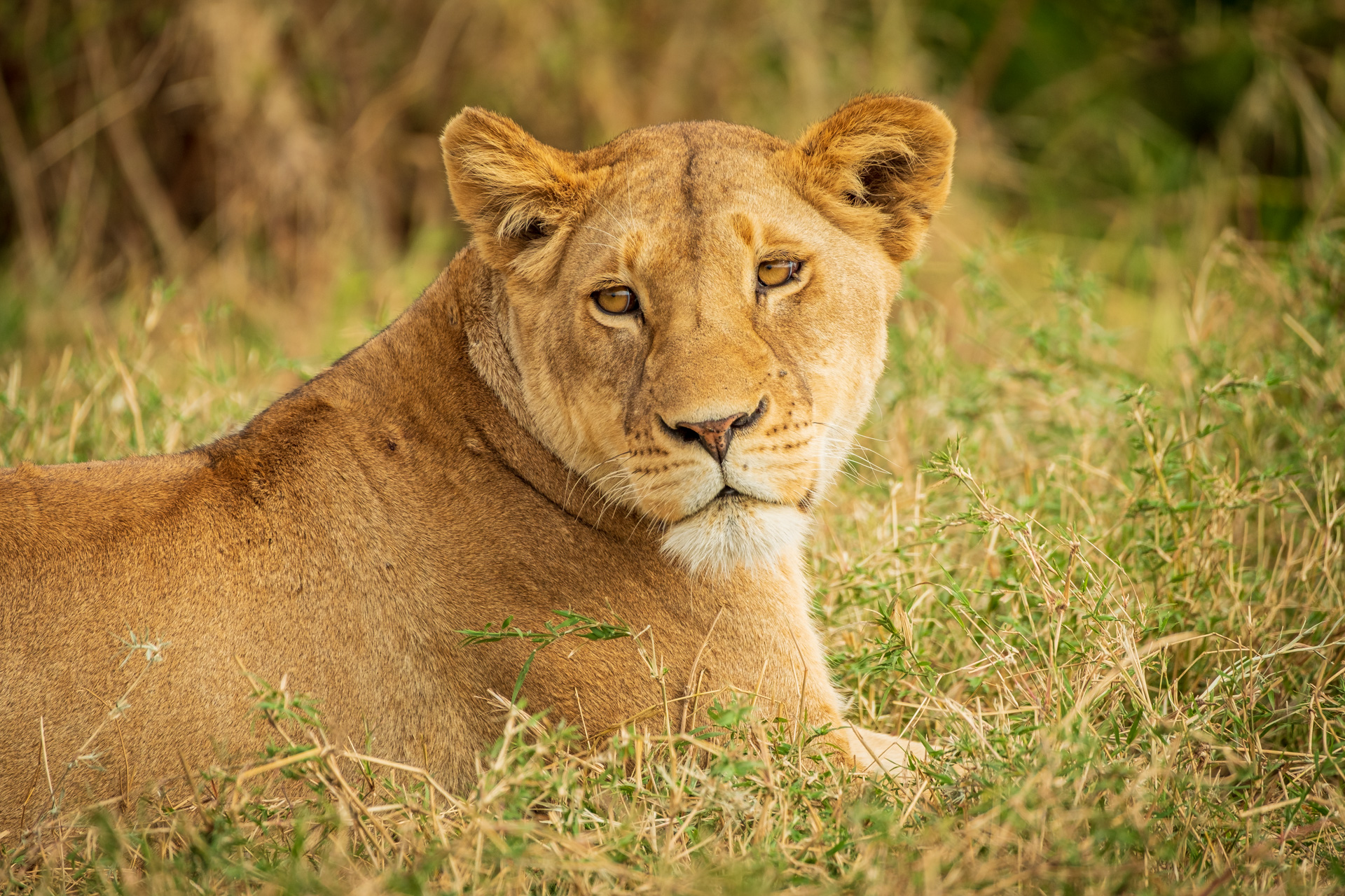Serengeti Löwin