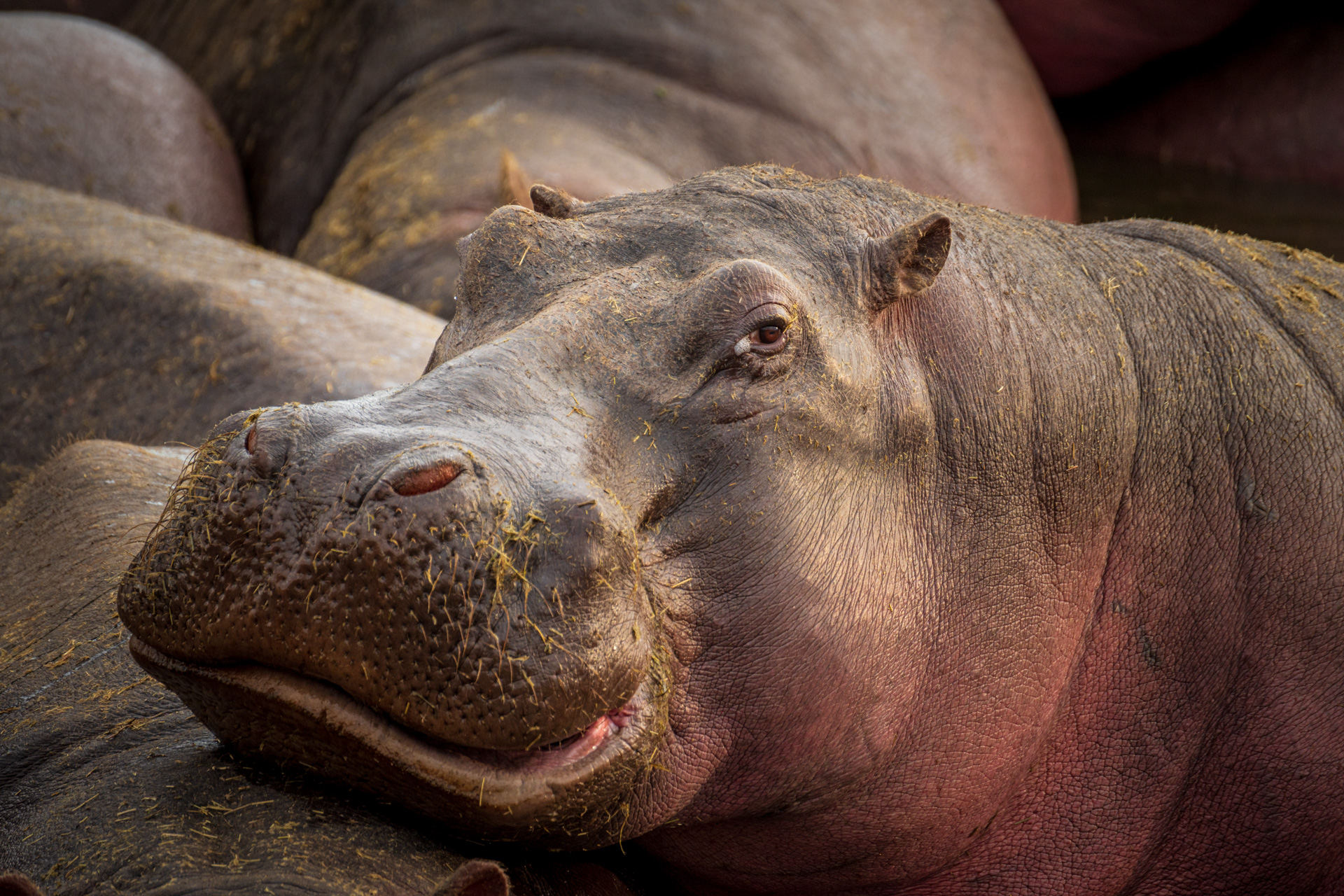 Serengeti Hippos