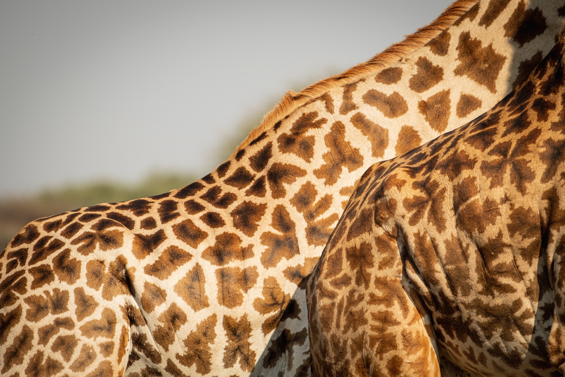 Giraffen Details Tarangire