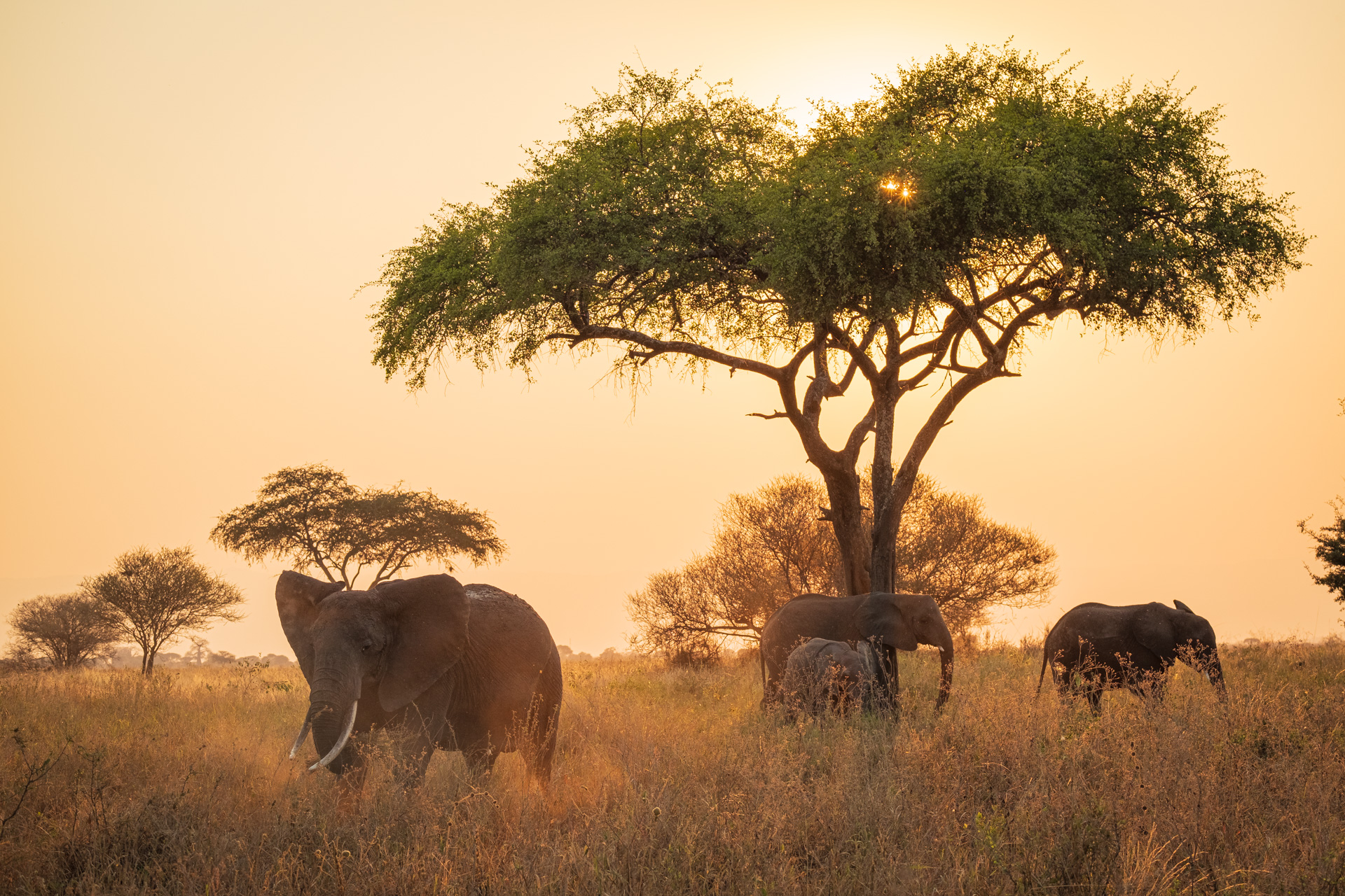 Sonnenuntergang mit Elefanten im Tarangire Nationalpark.