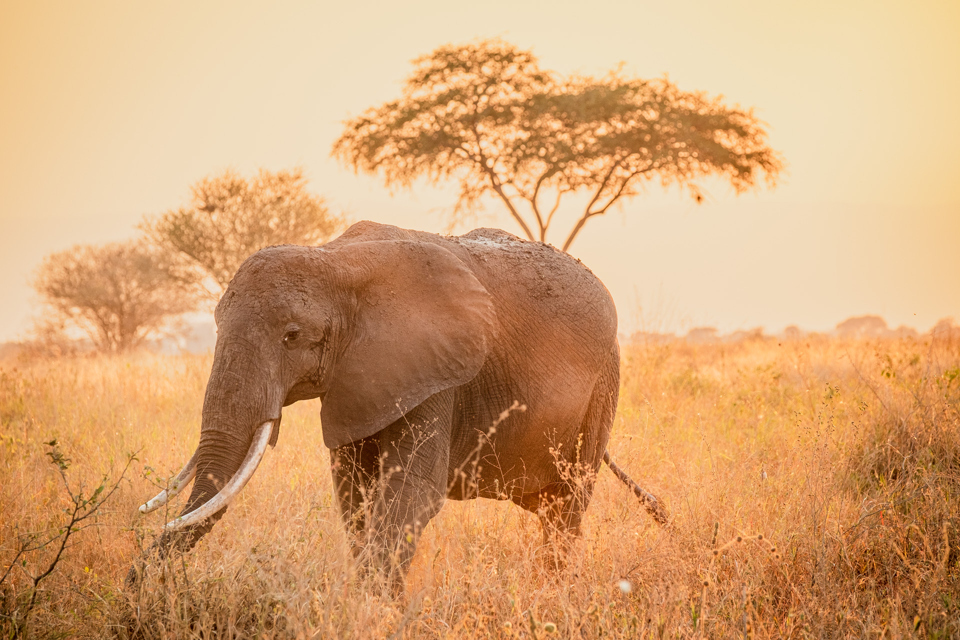 Elefant im Sonnenuntergang im Tarangire Nationalpark.