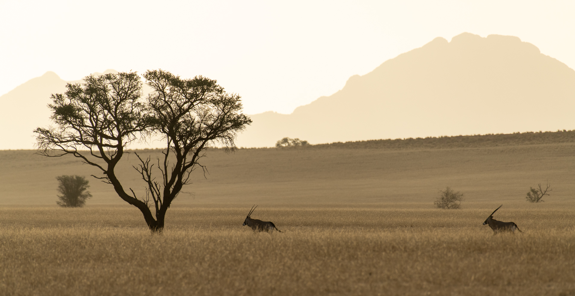 Oryx im Namib-Naukluft-Park