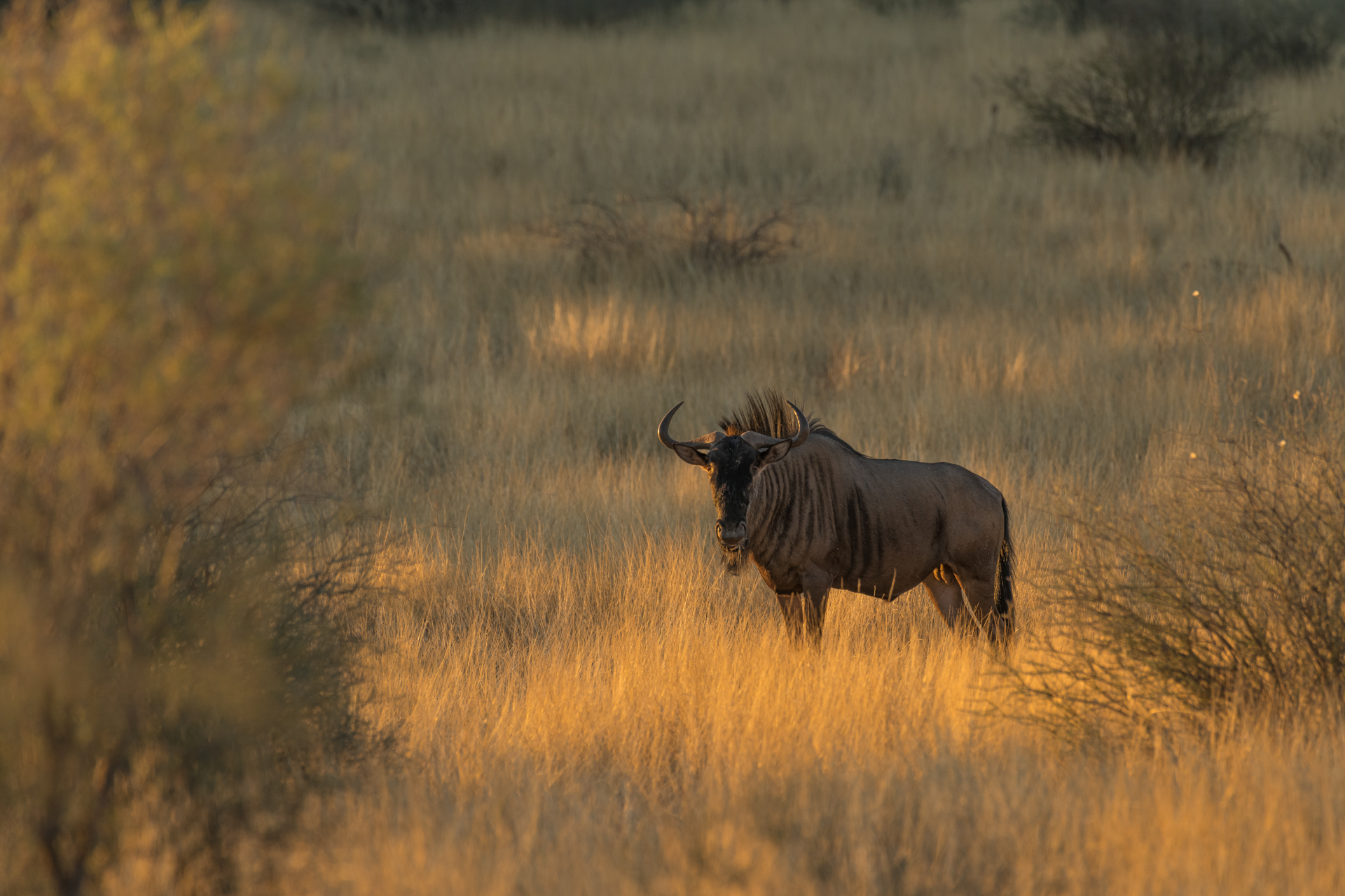 Gnu im Steppengras von Namibia.