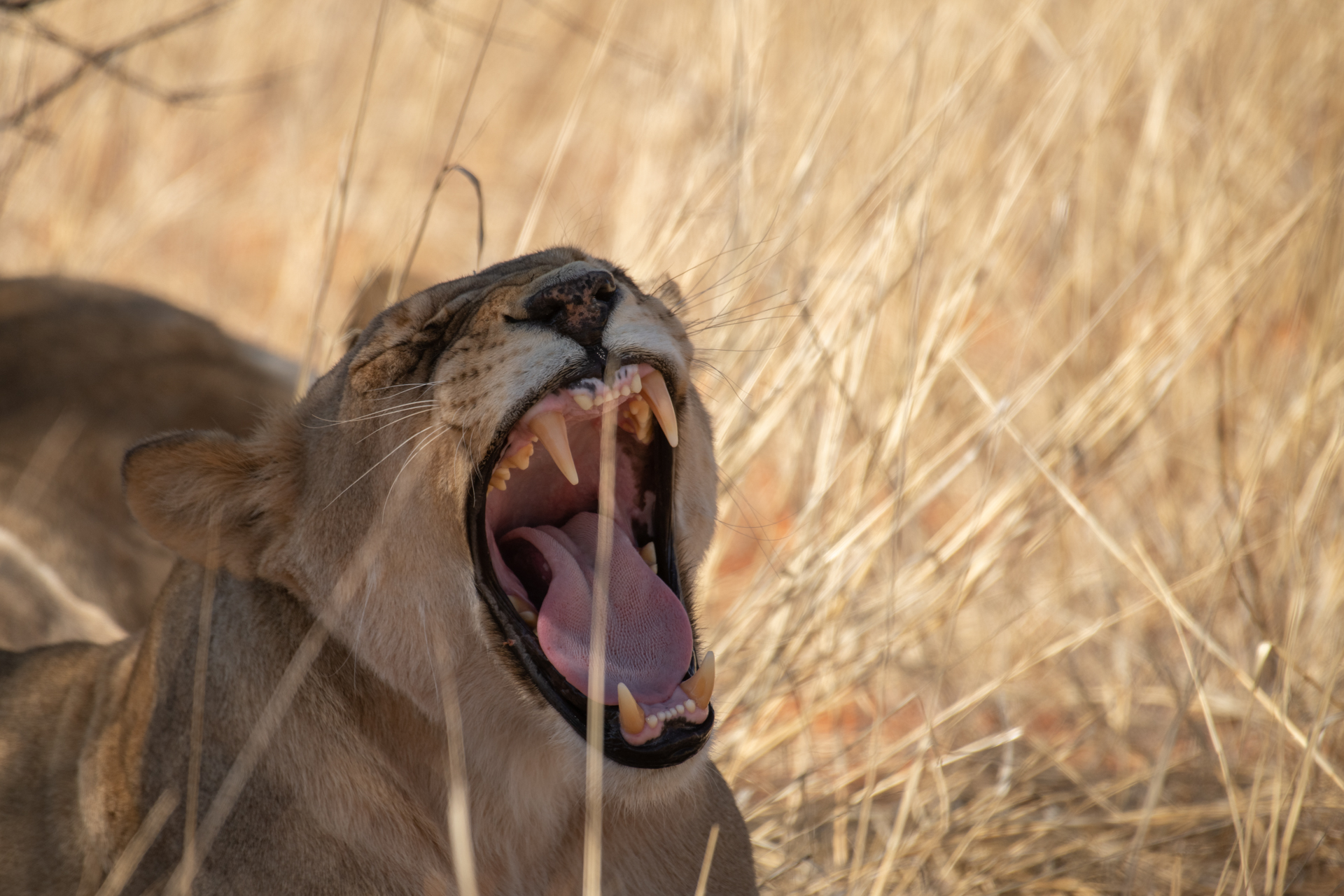 Gähnende Löwin in Namibia.
