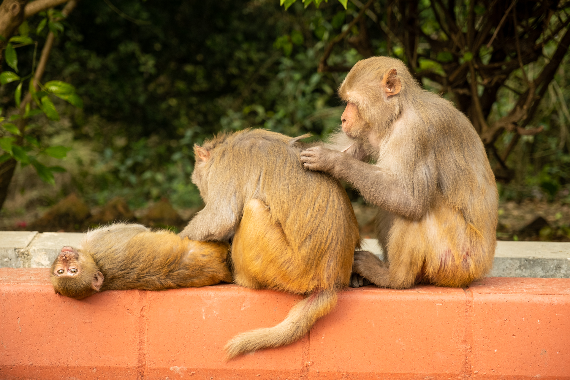 Affenpflege in Lumbini
