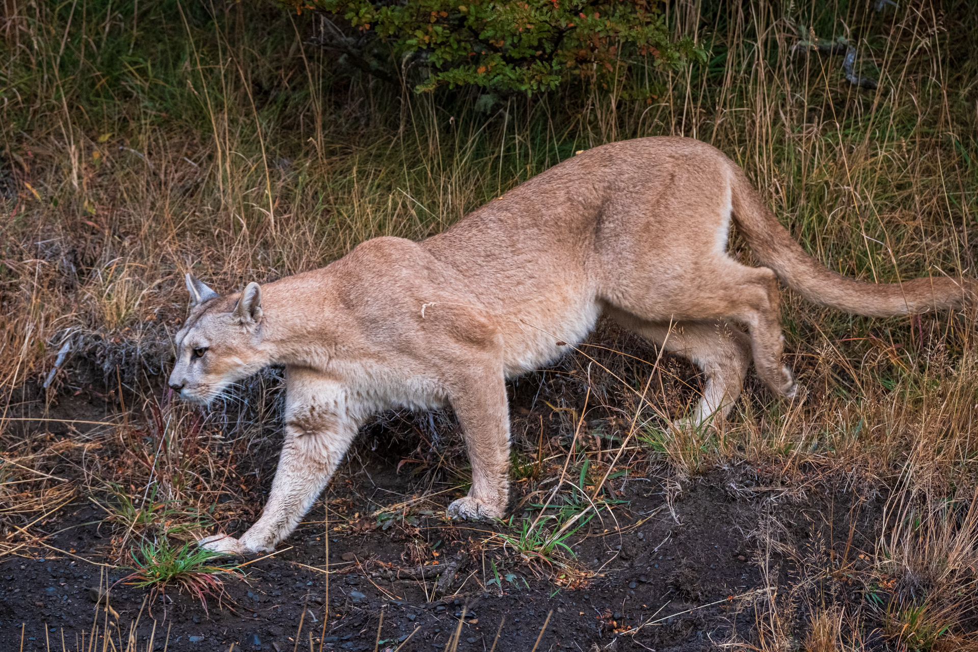 Puma im Torres del Paine NP 