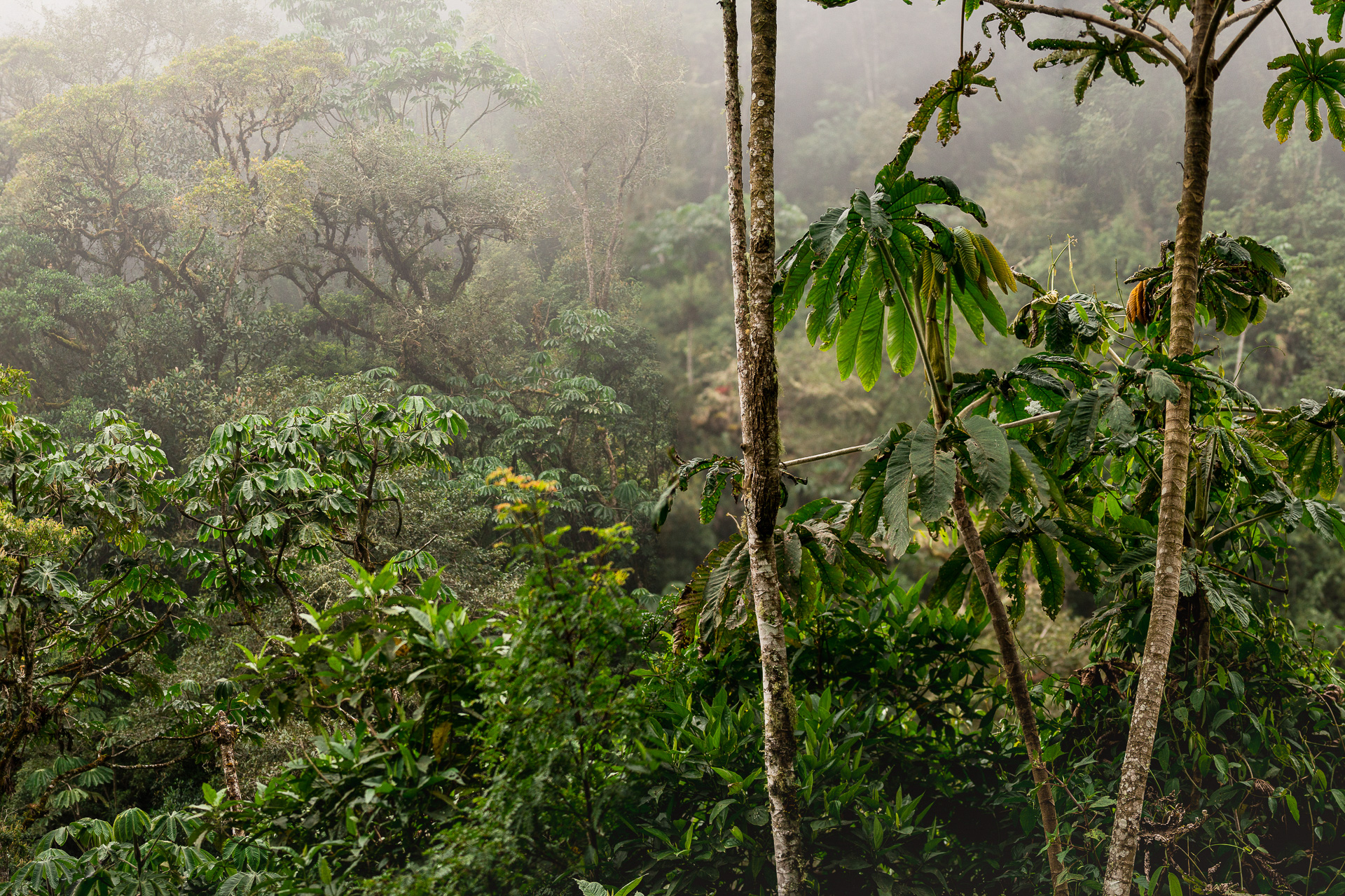 Nebelwald in Peru - Foto von Frank Niedertubbesing