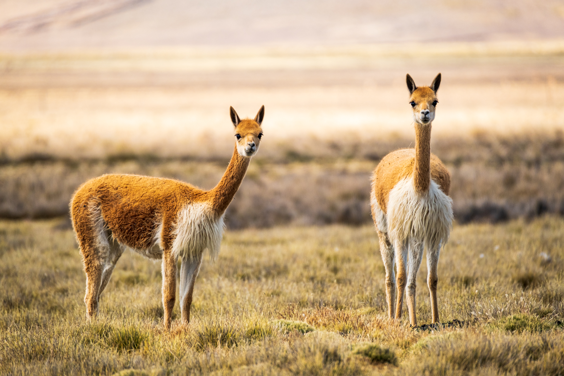 Vicuñas im Altiplano Perus.