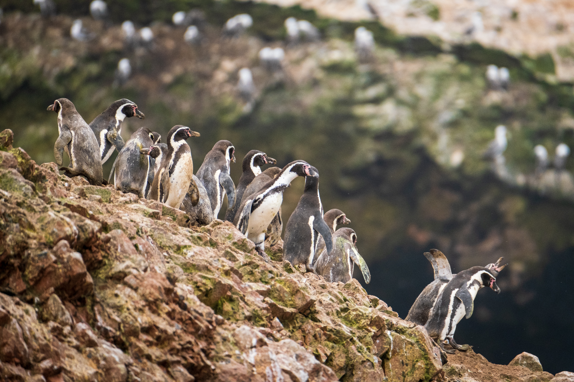 Pinguine Islas Ballestas