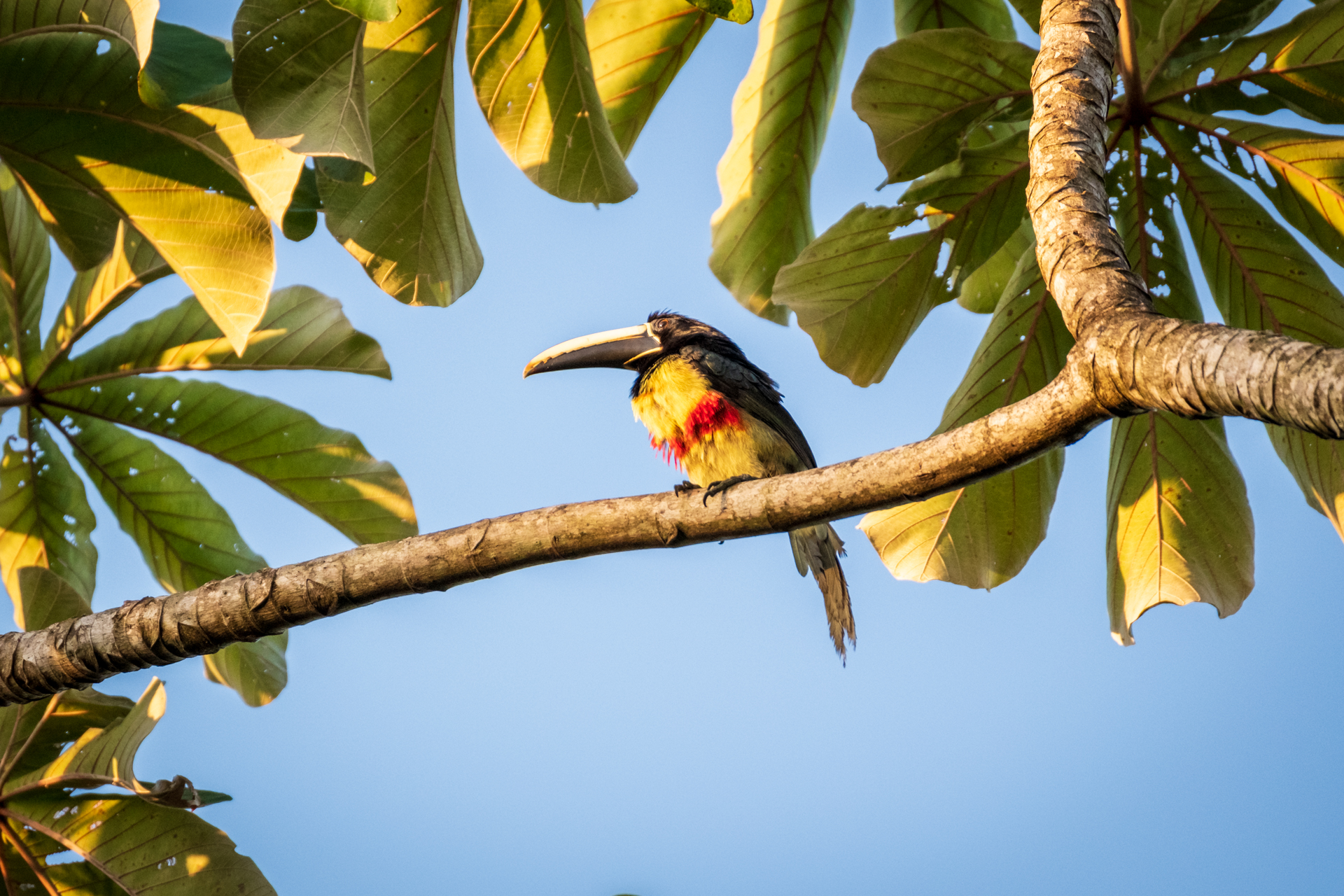 Toucan at the Rewa Eco Lodge.