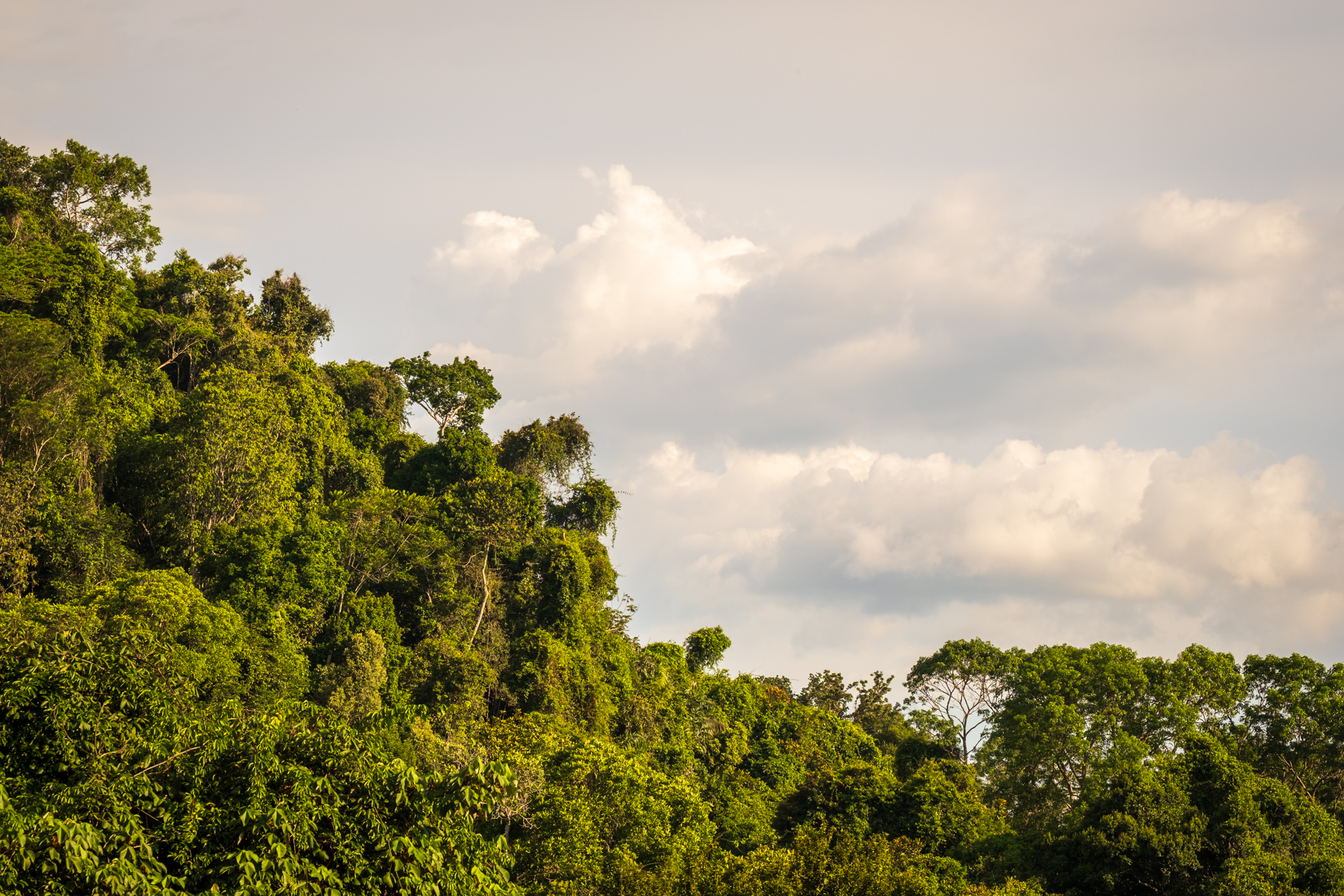 View from Iwokrama Canopy Walkway.